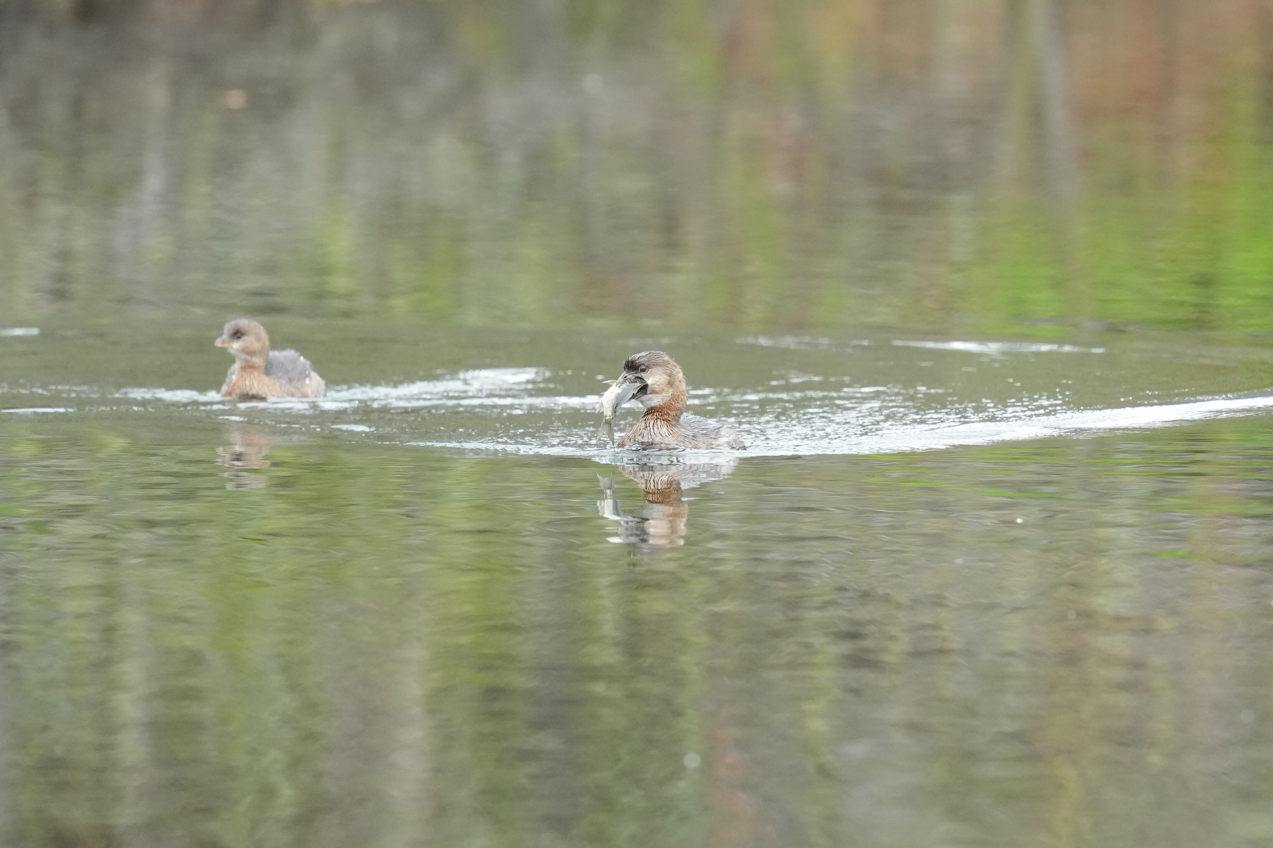 Los Gatos Creek County Park