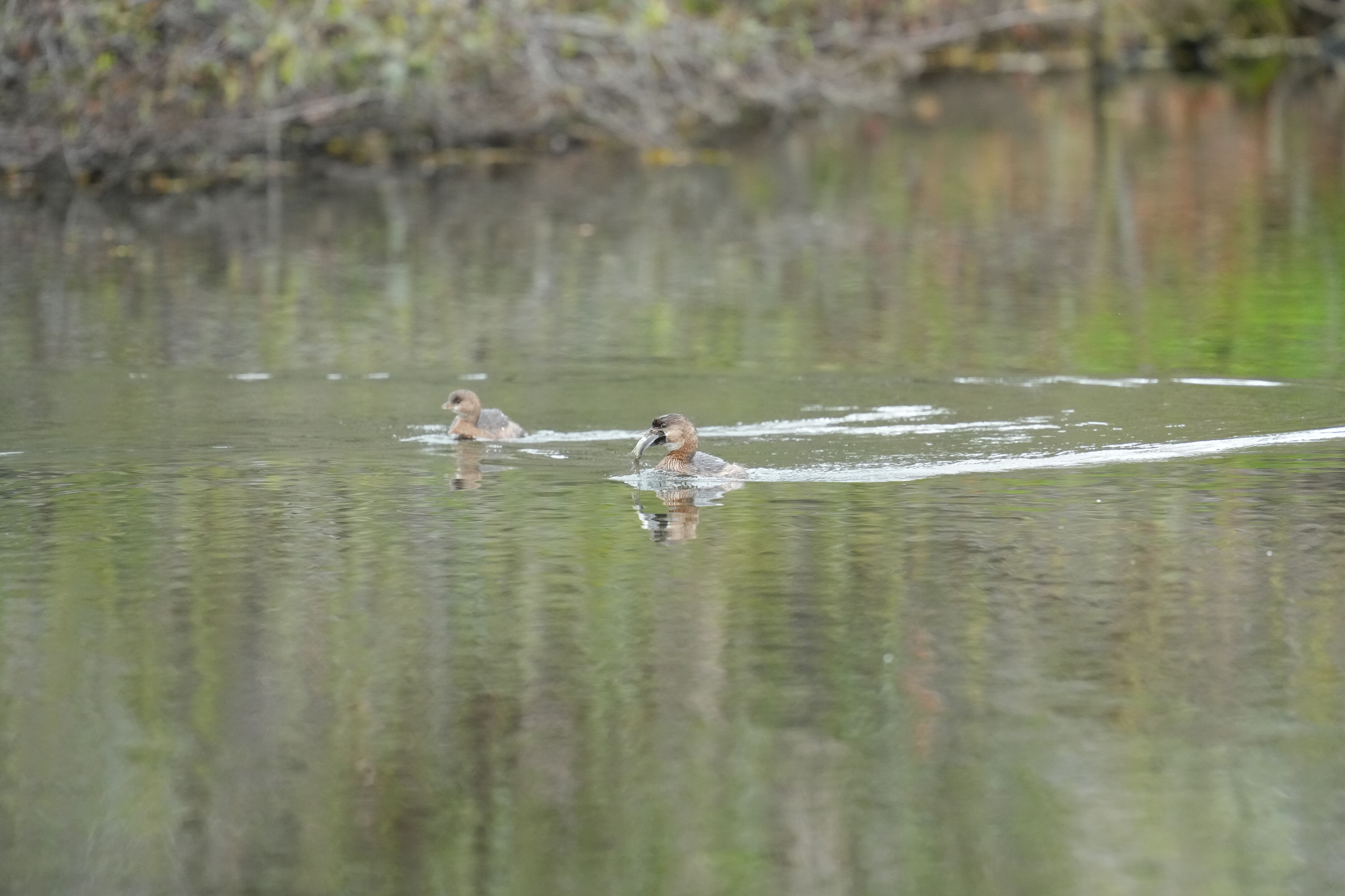 Los Gatos Creek County Park