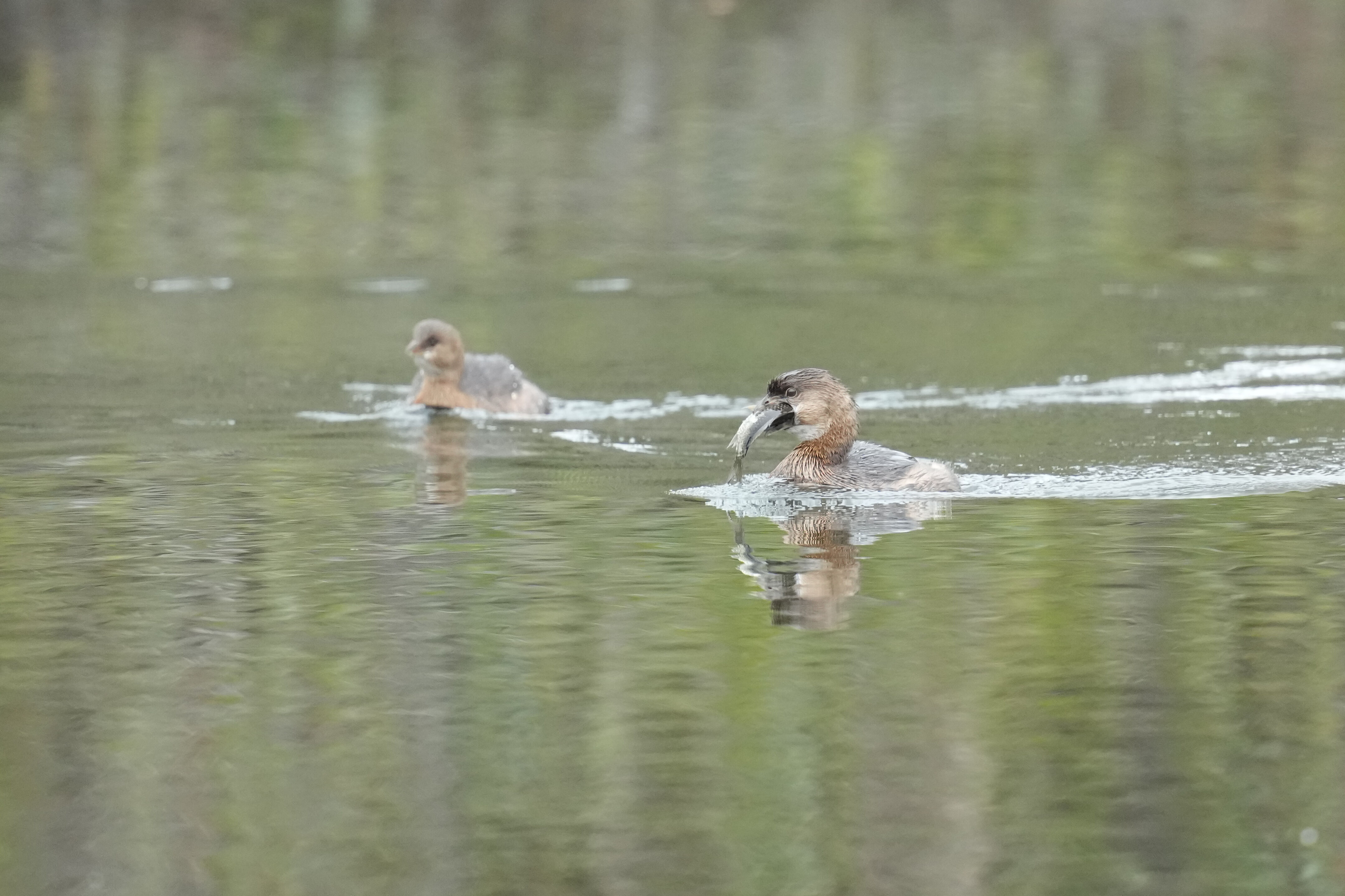 Los Gatos Creek County Park
