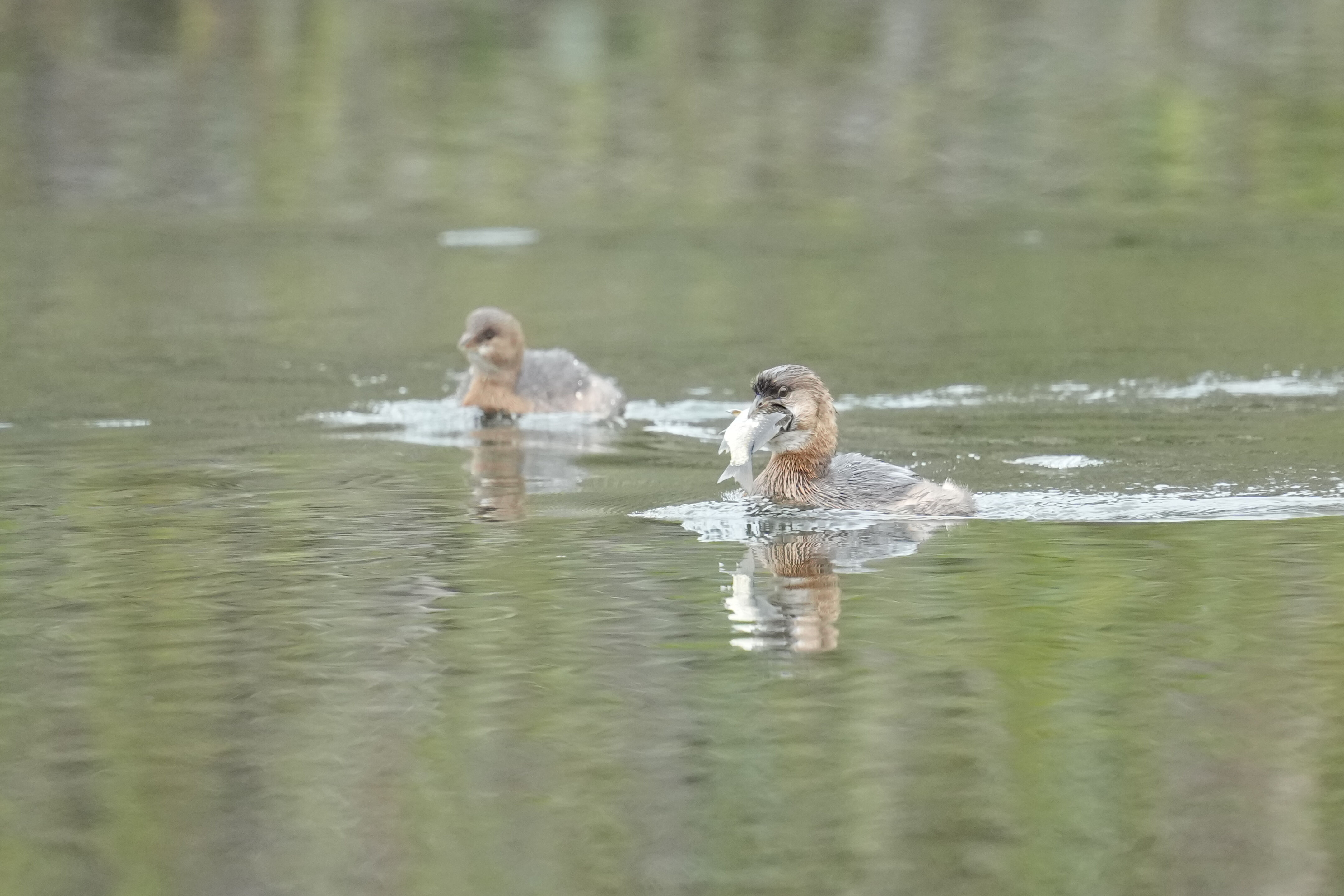 Los Gatos Creek County Park