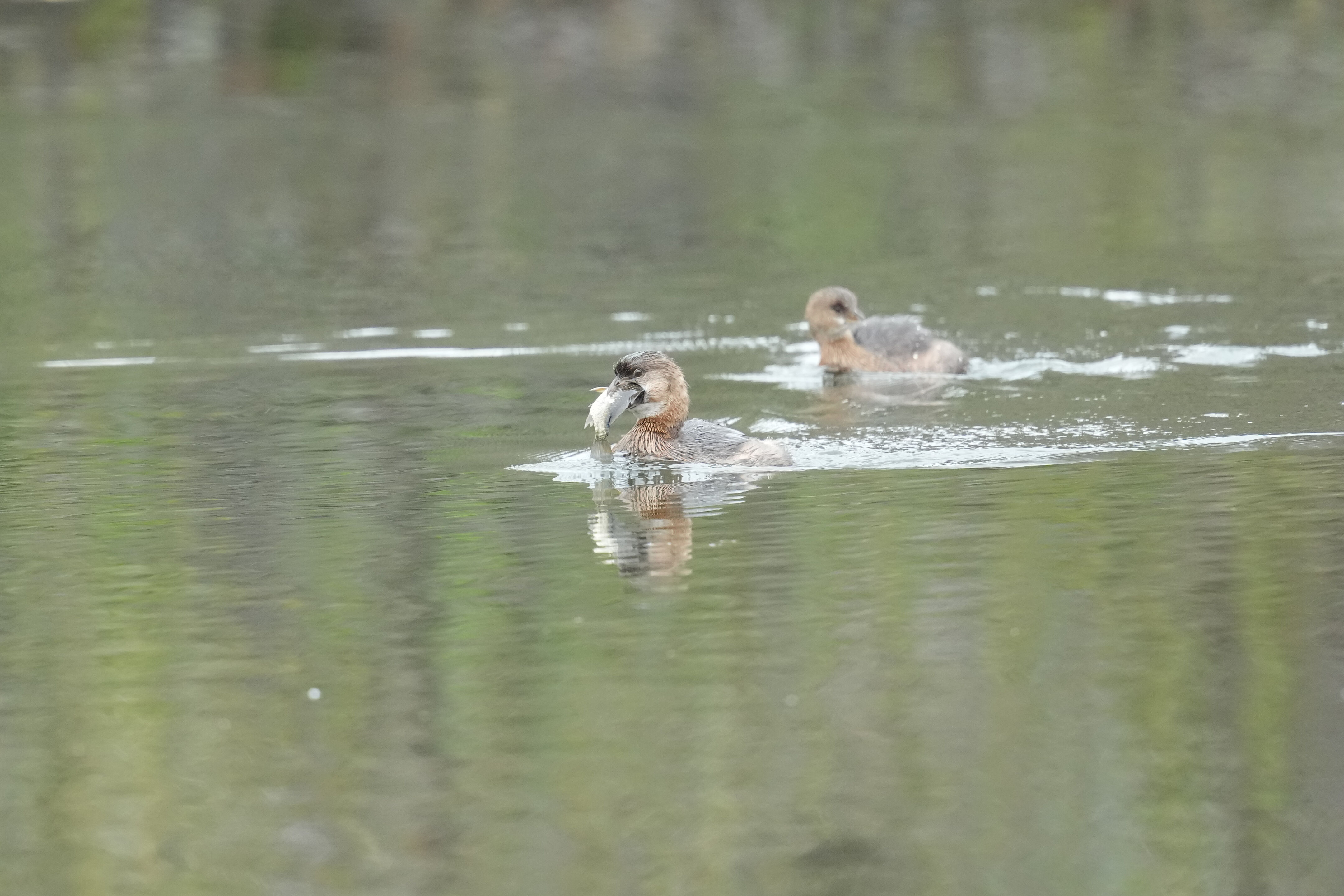 Los Gatos Creek County Park