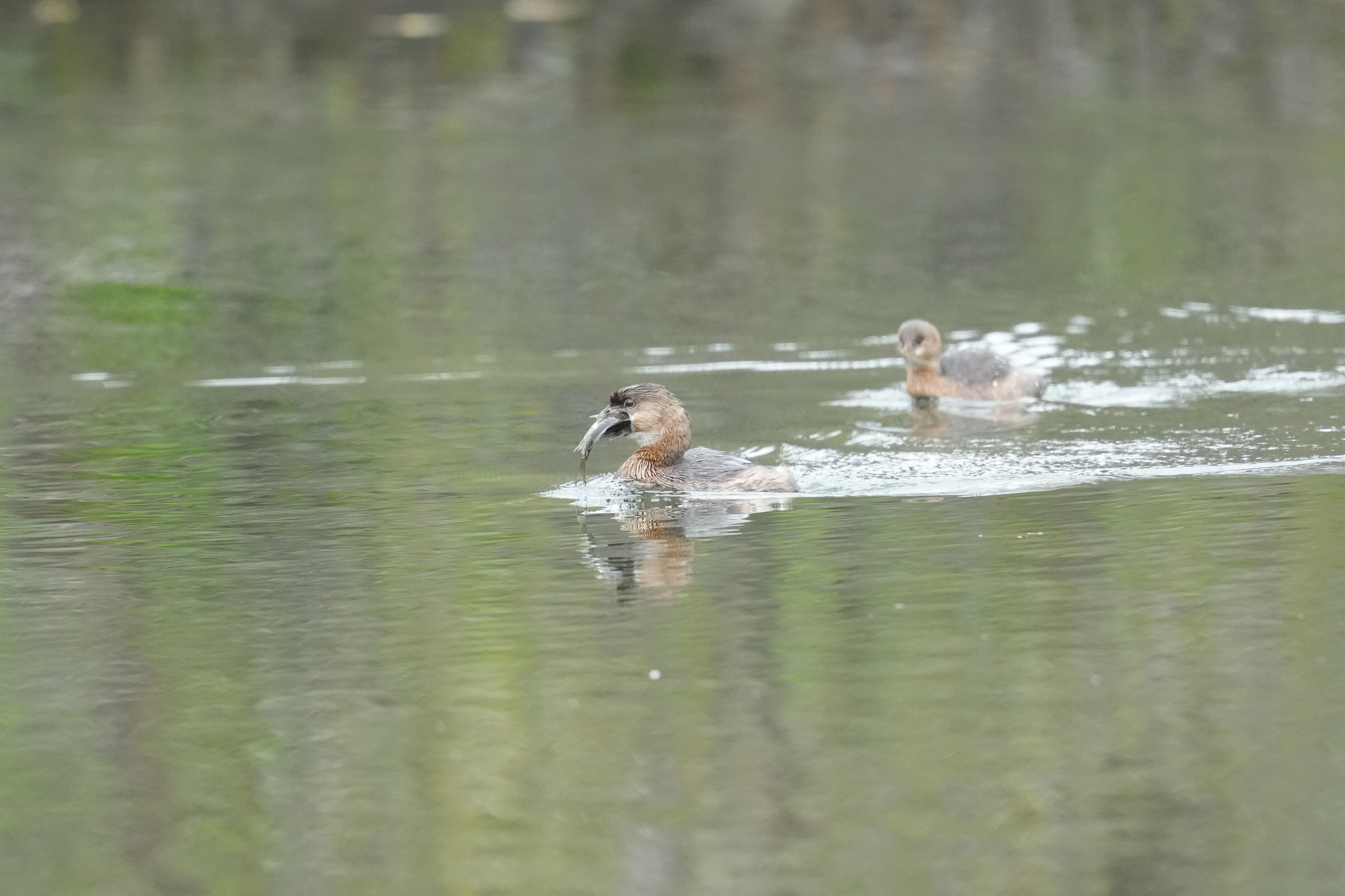 Los Gatos Creek County Park