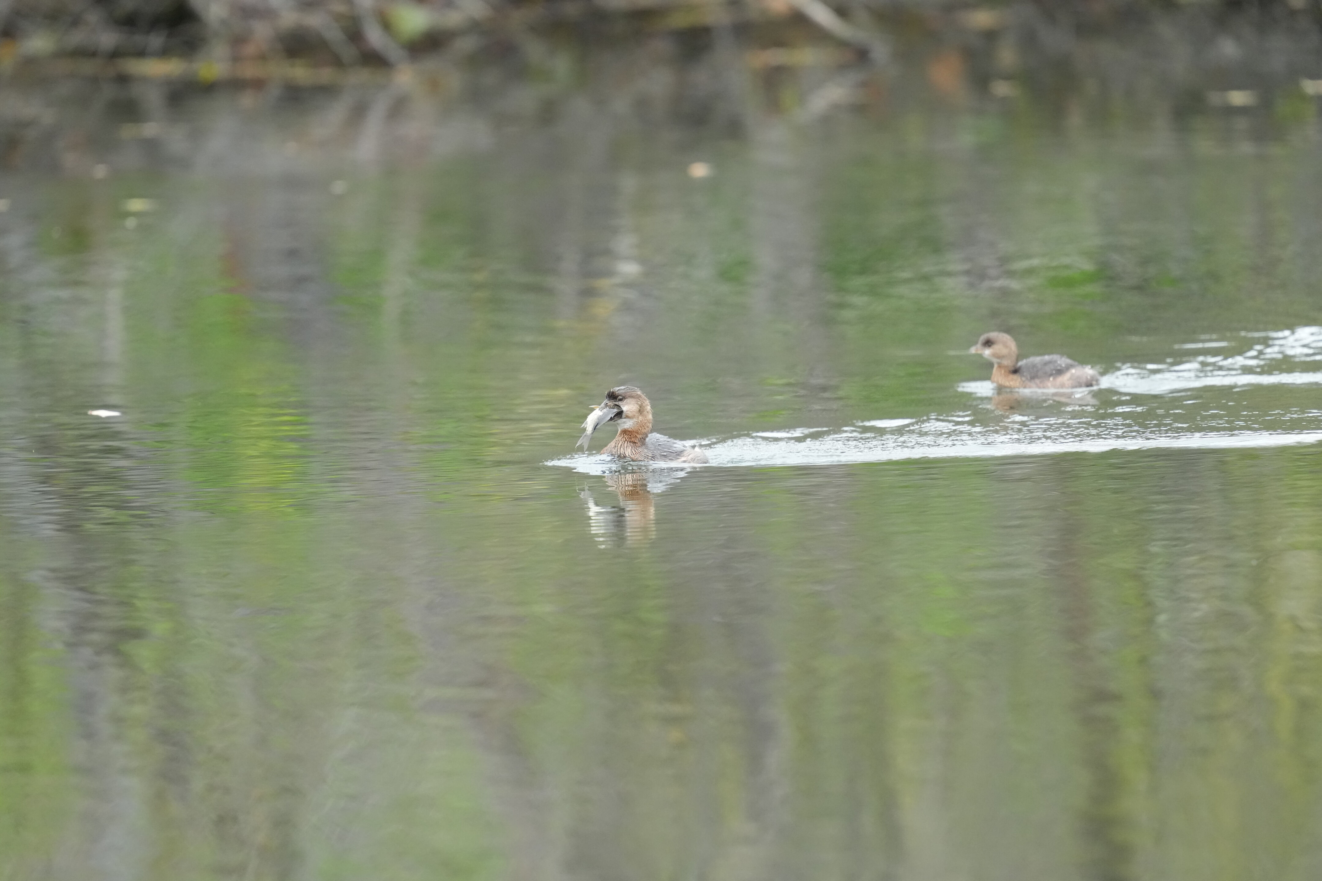 Los Gatos Creek County Park