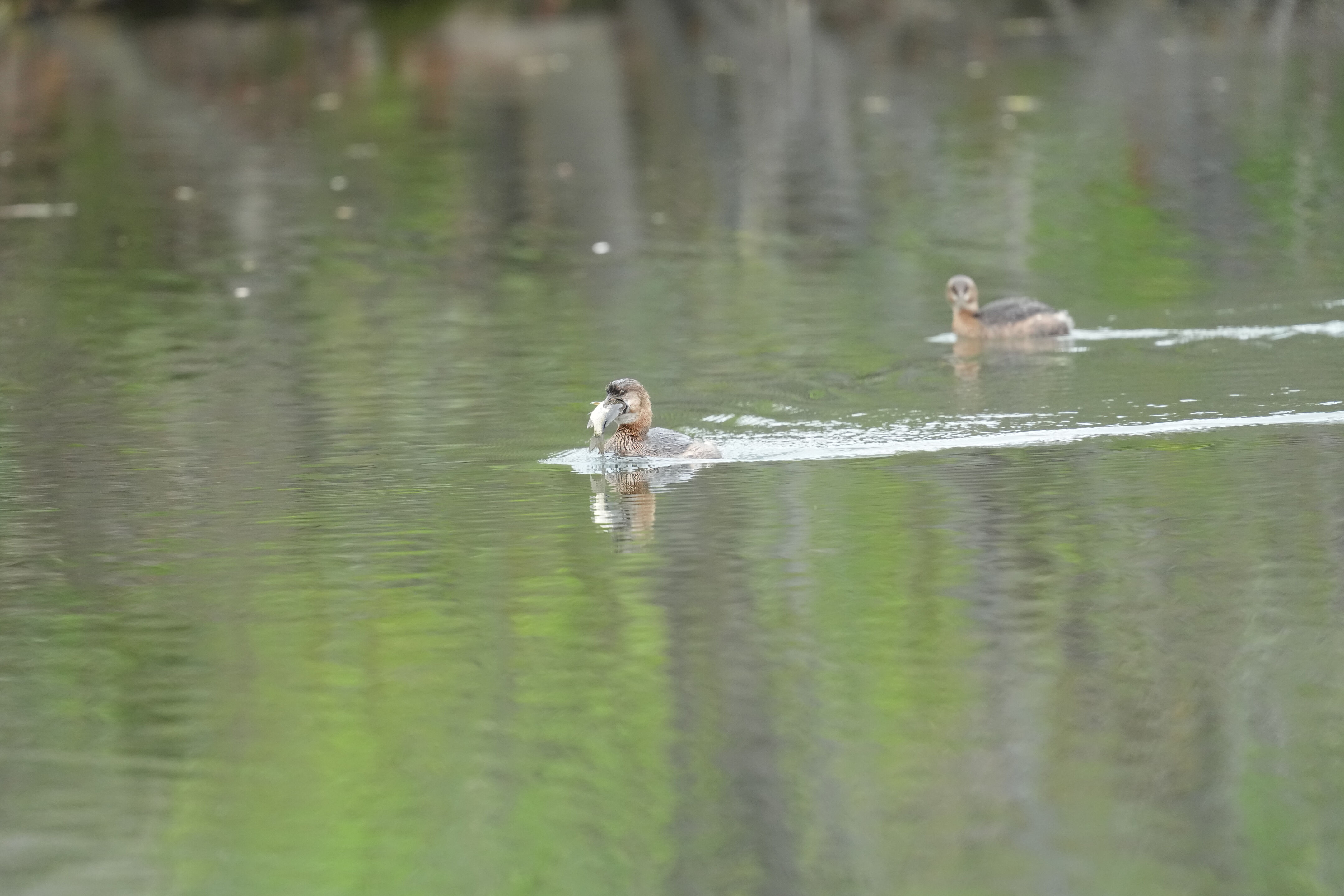 Los Gatos Creek County Park