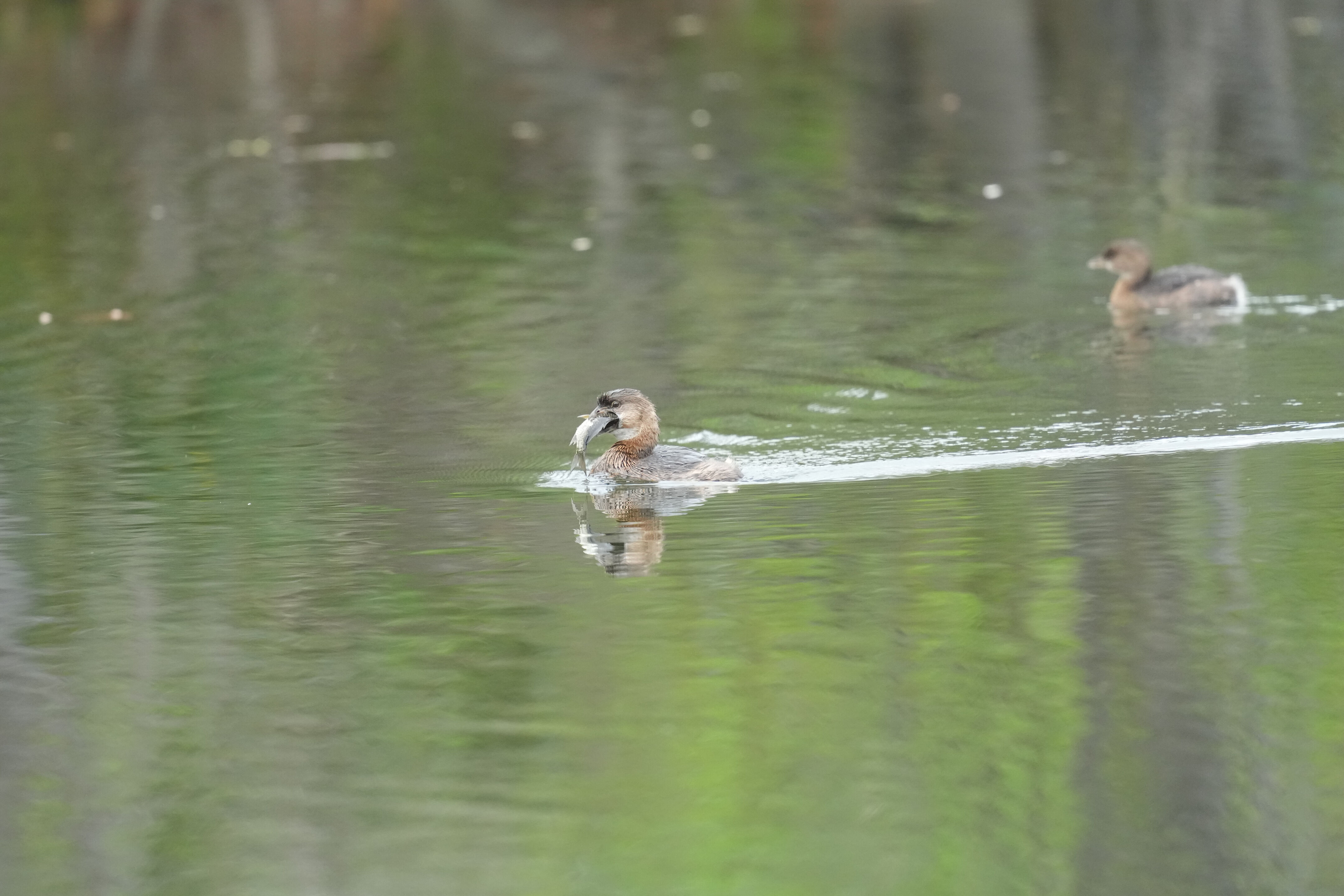Los Gatos Creek County Park