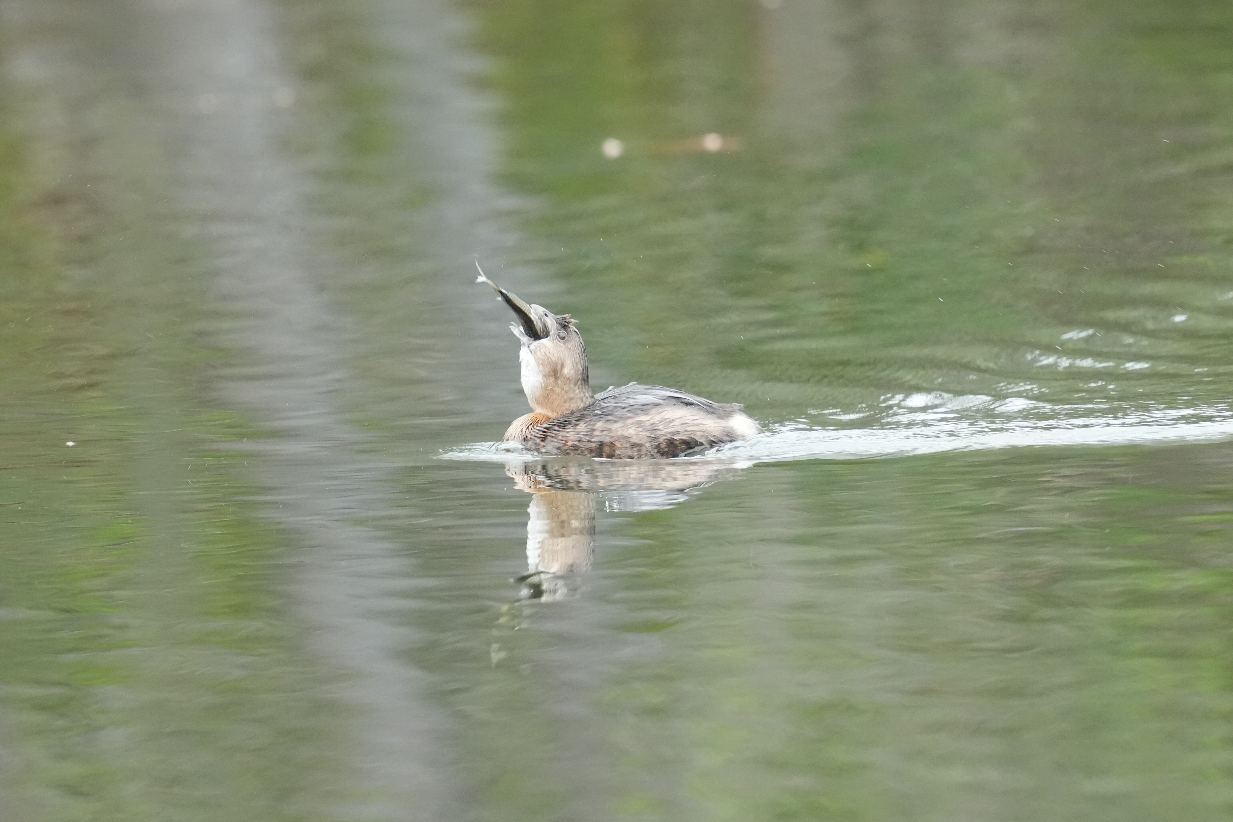 Los Gatos Creek County Park