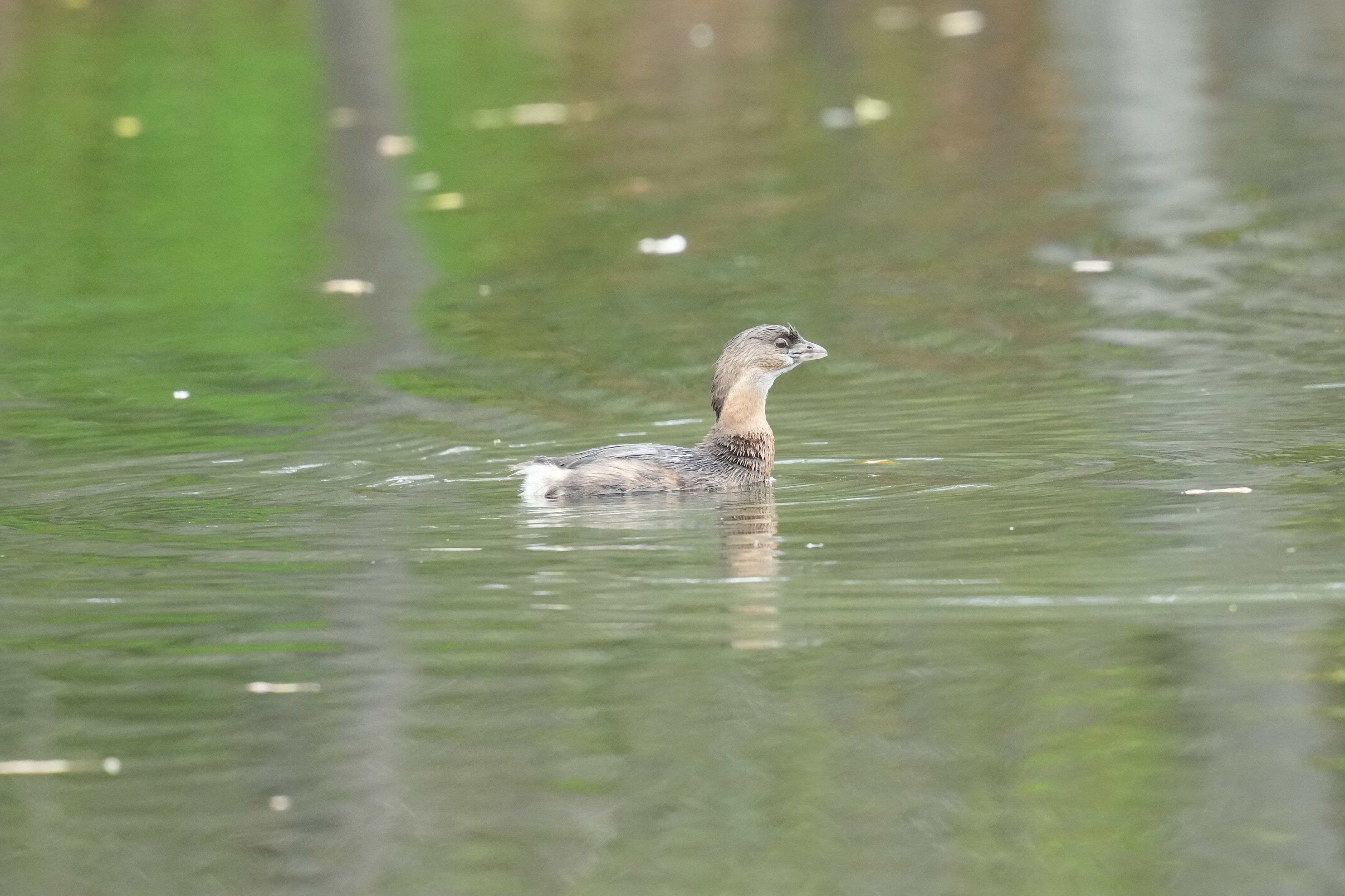 Los Gatos Creek County Park
