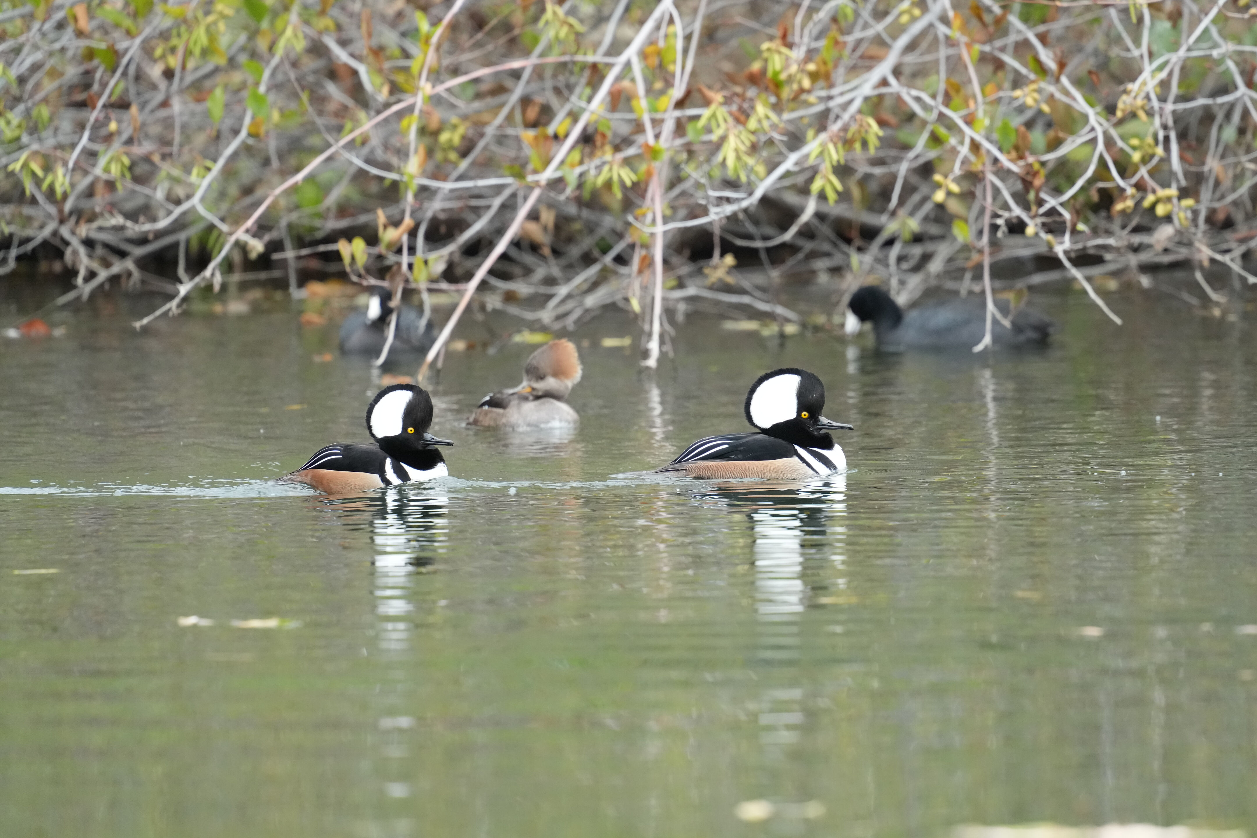 Los Gatos Creek County Park