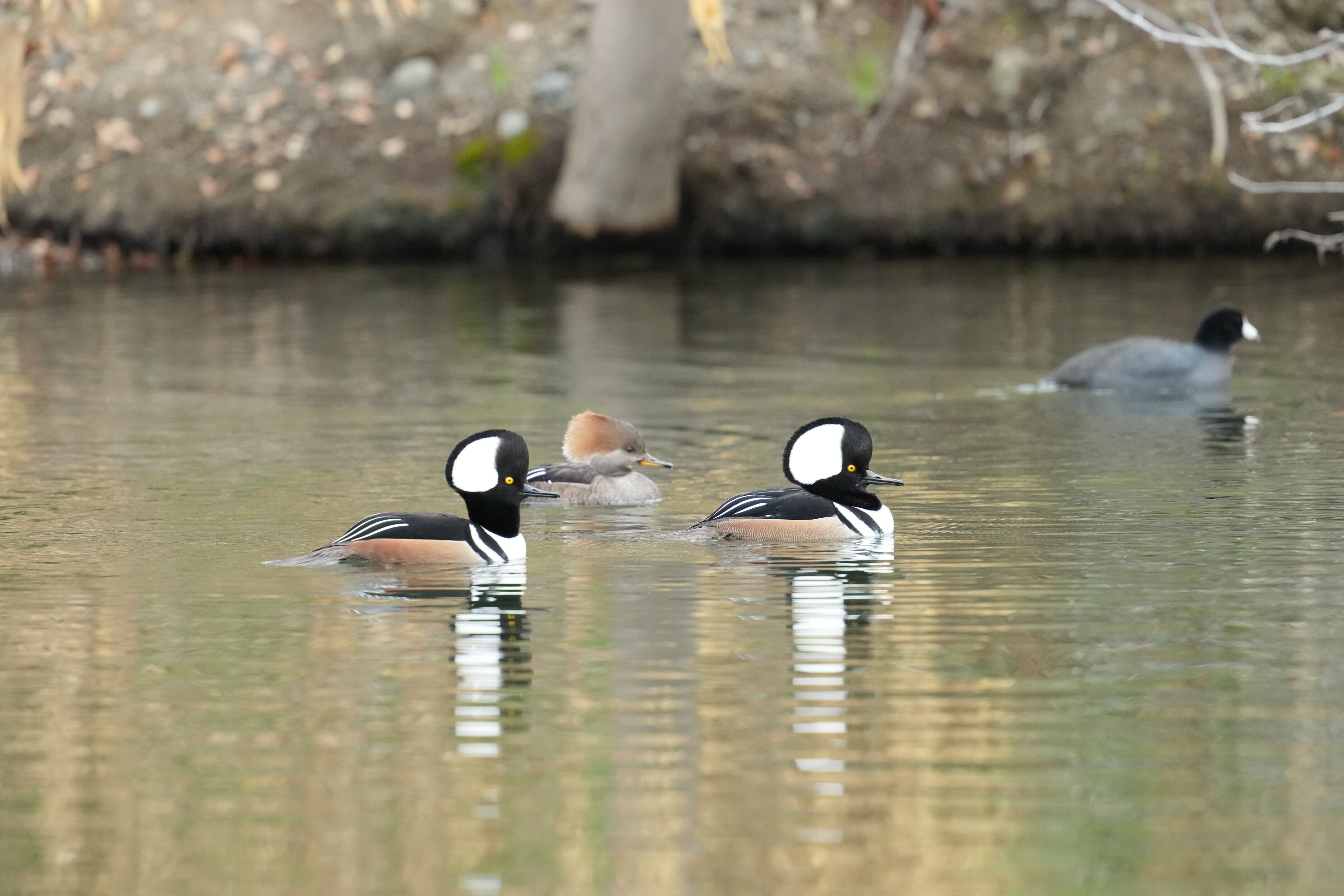 Los Gatos Creek County Park