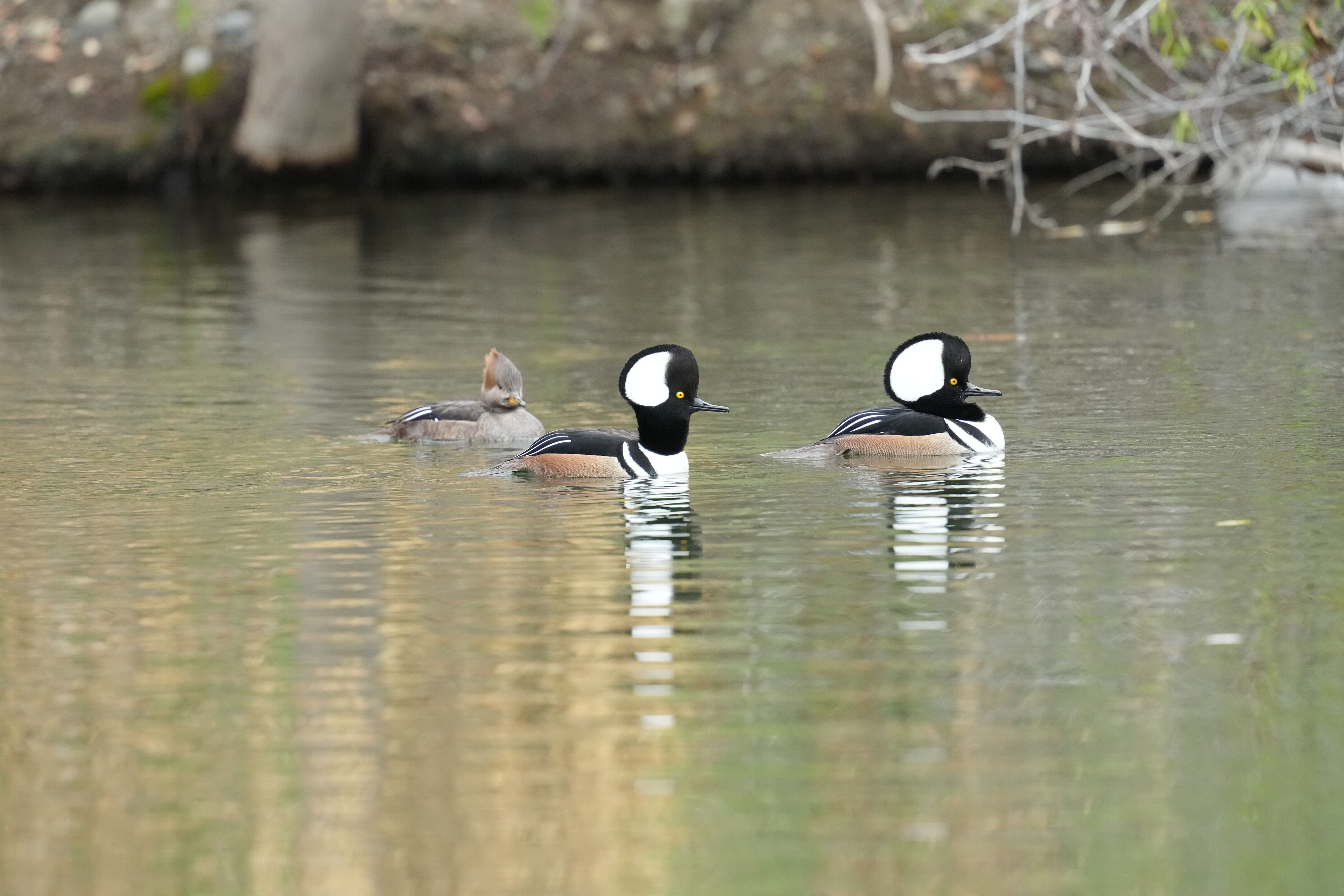 Los Gatos Creek County Park
