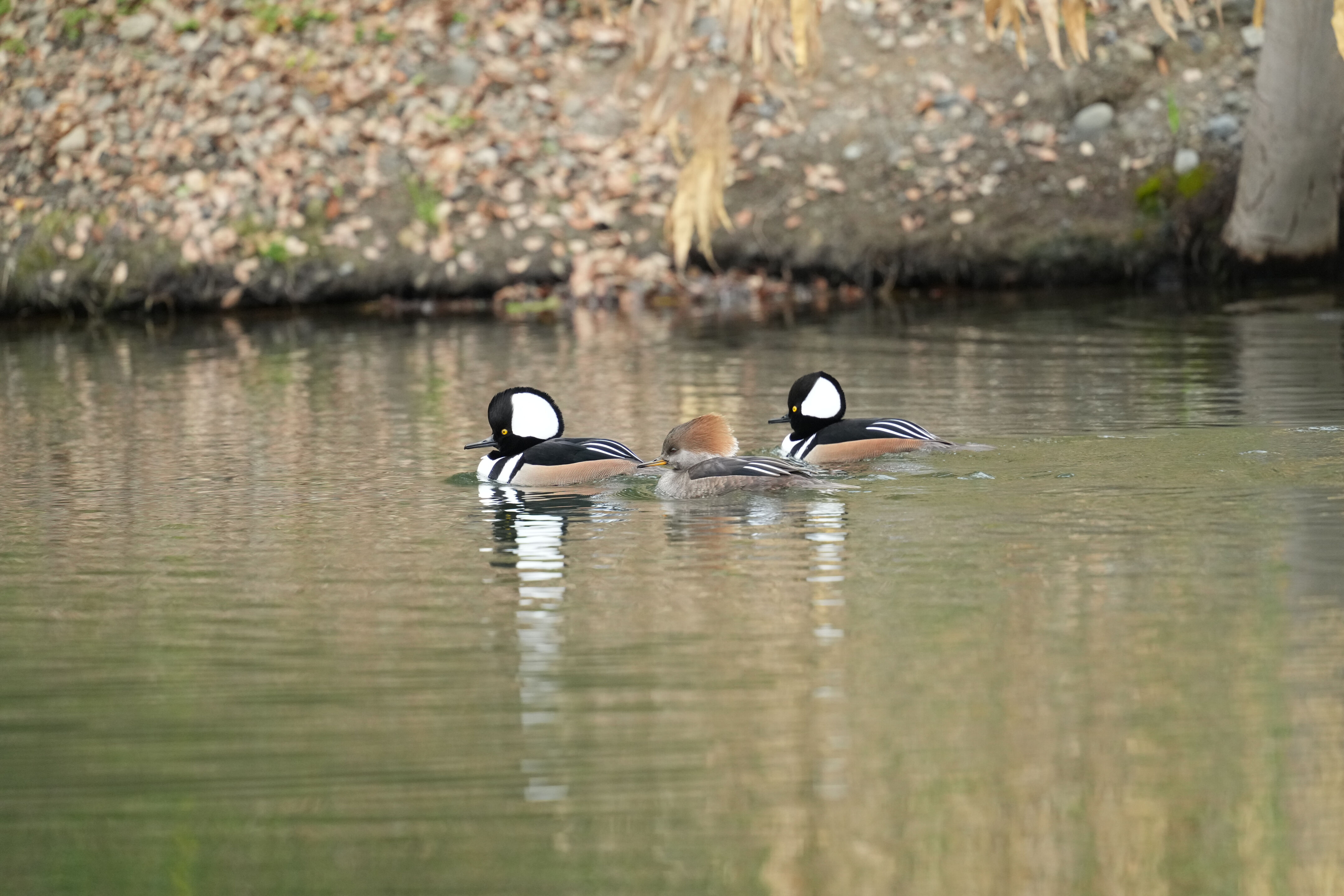 Los Gatos Creek County Park