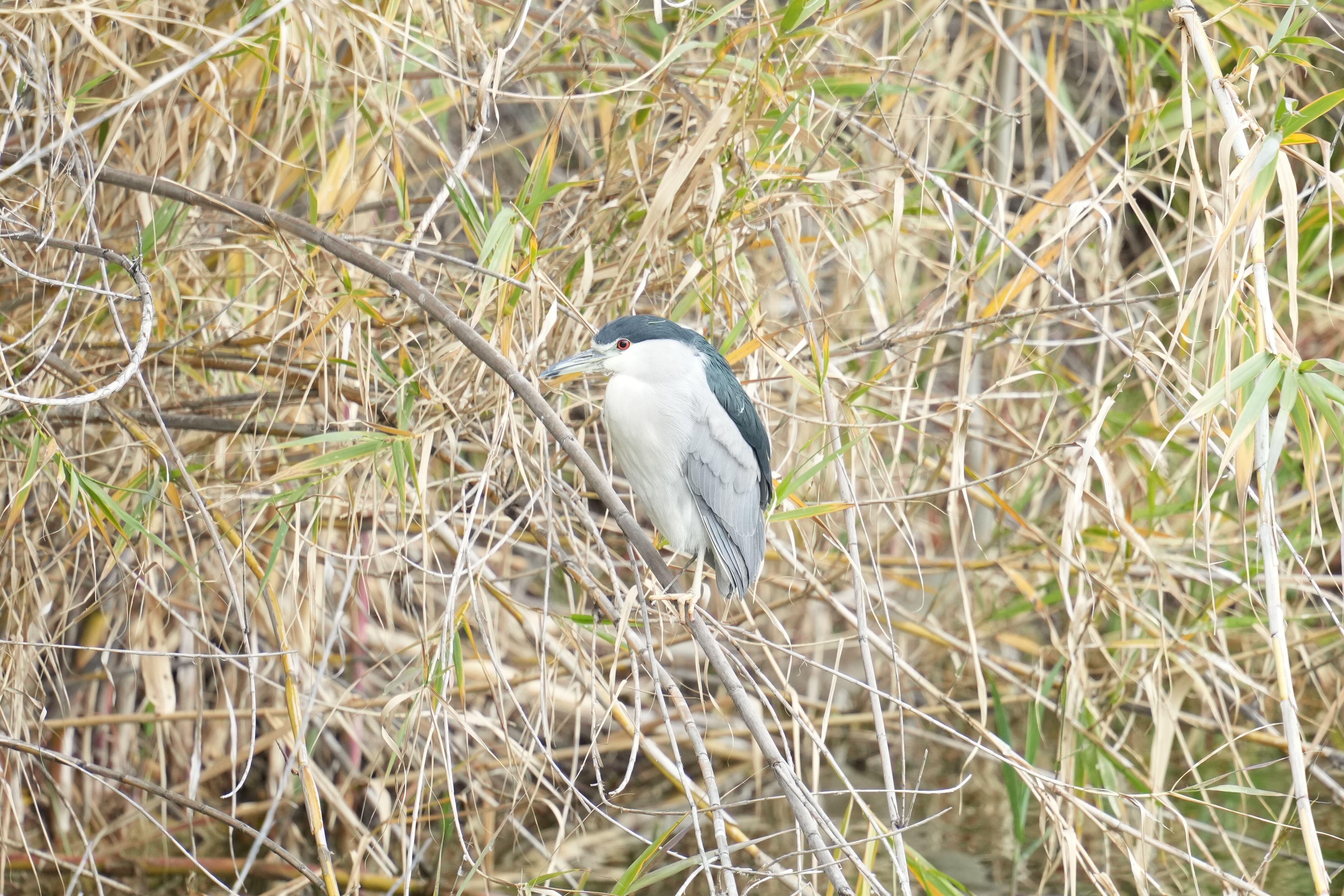 Los Gatos Creek County Park
