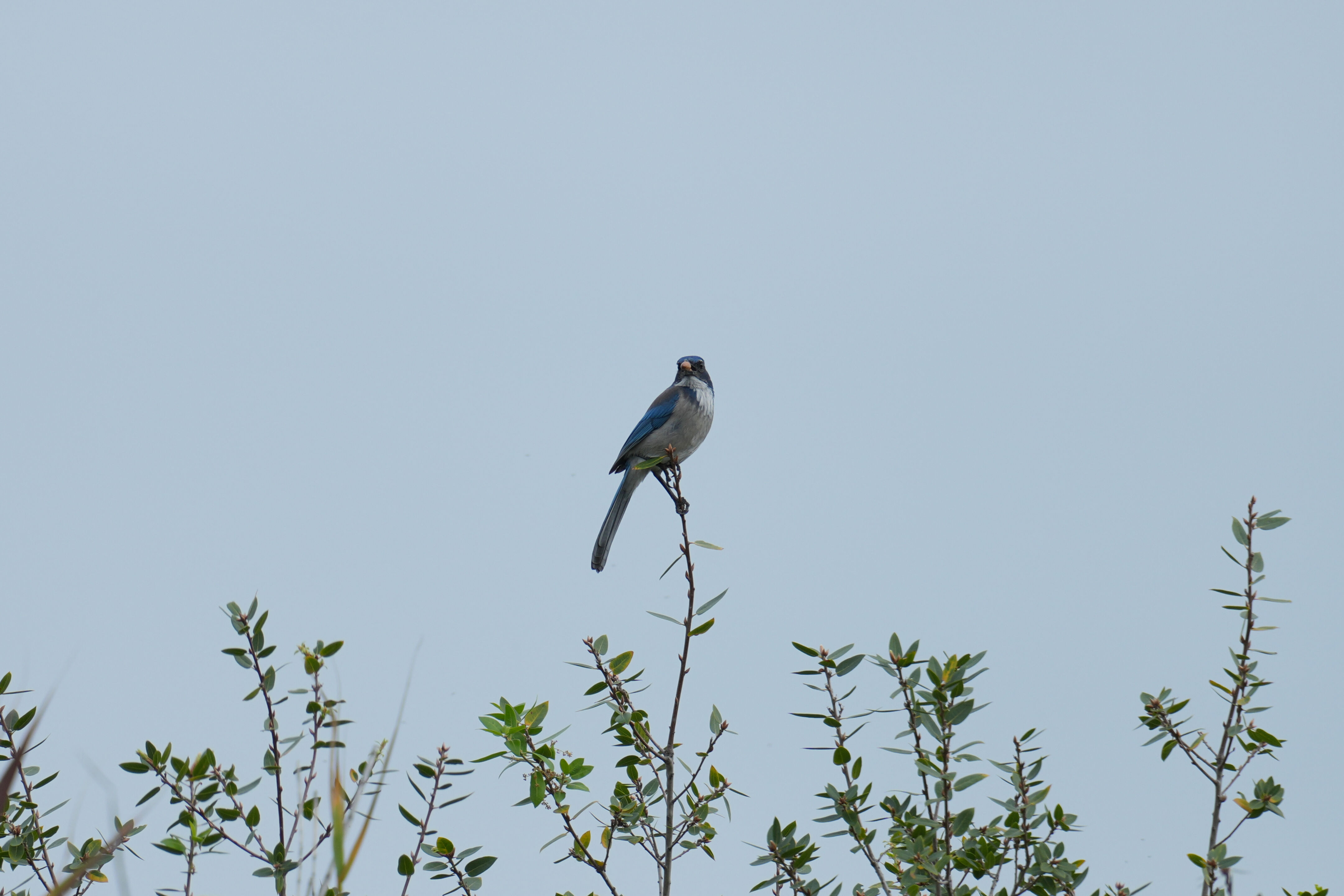 Los Gatos Creek County Park