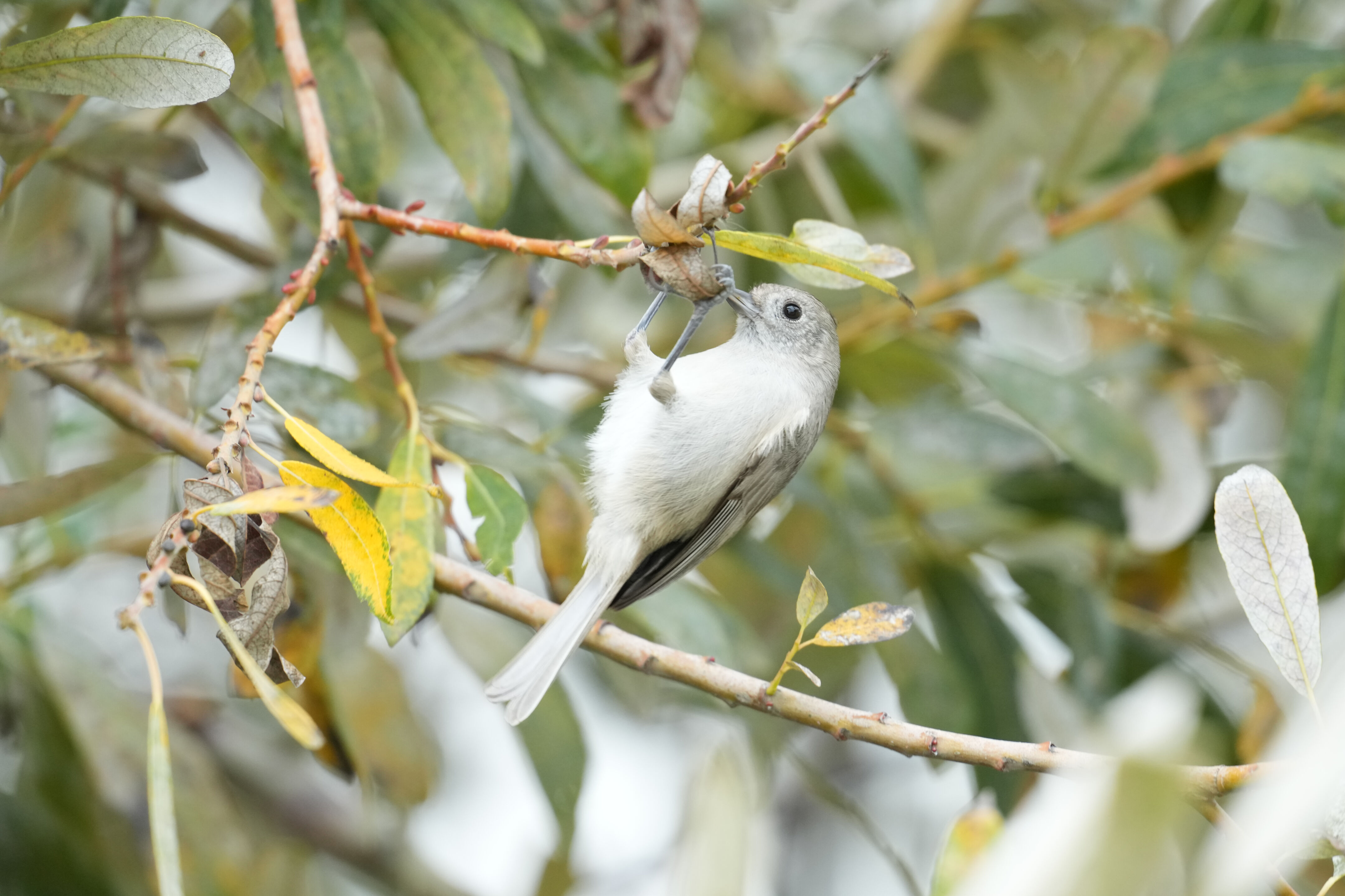 Los Gatos Creek County Park