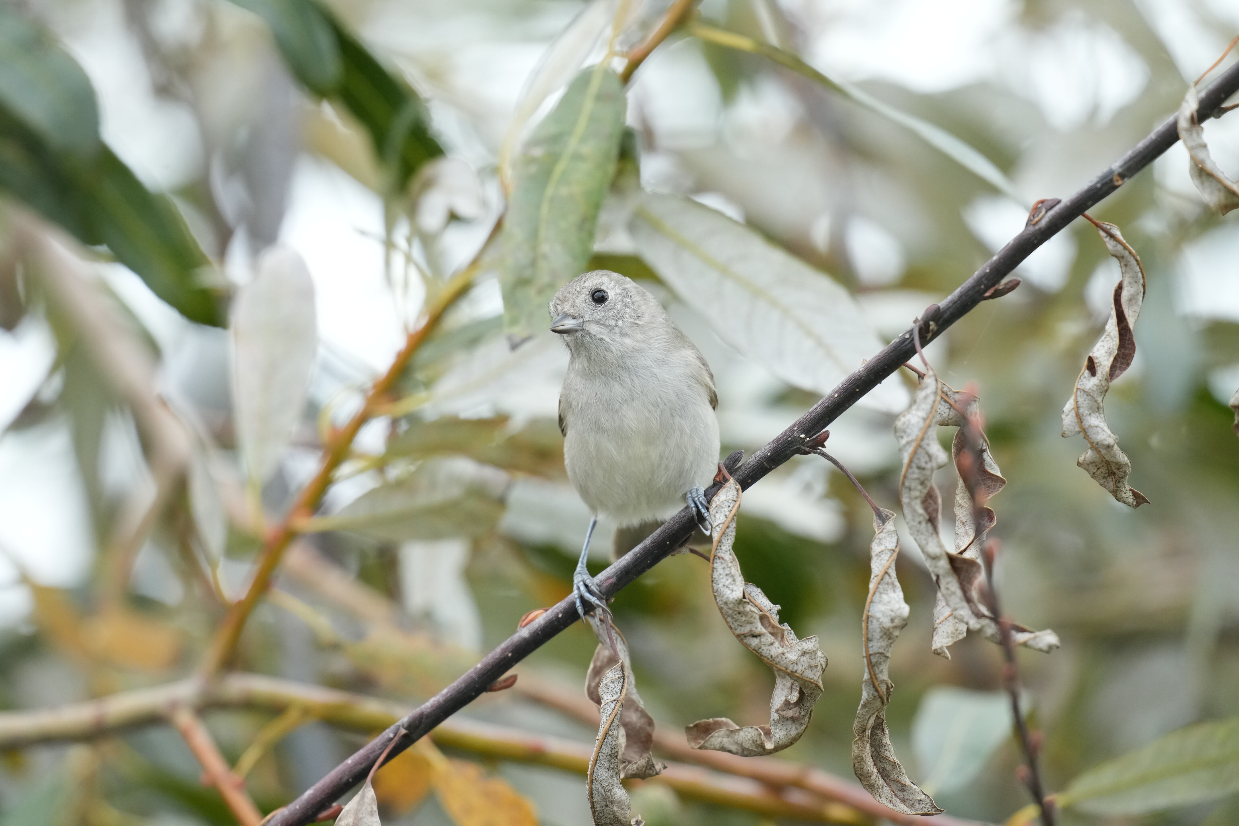 Los Gatos Creek County Park