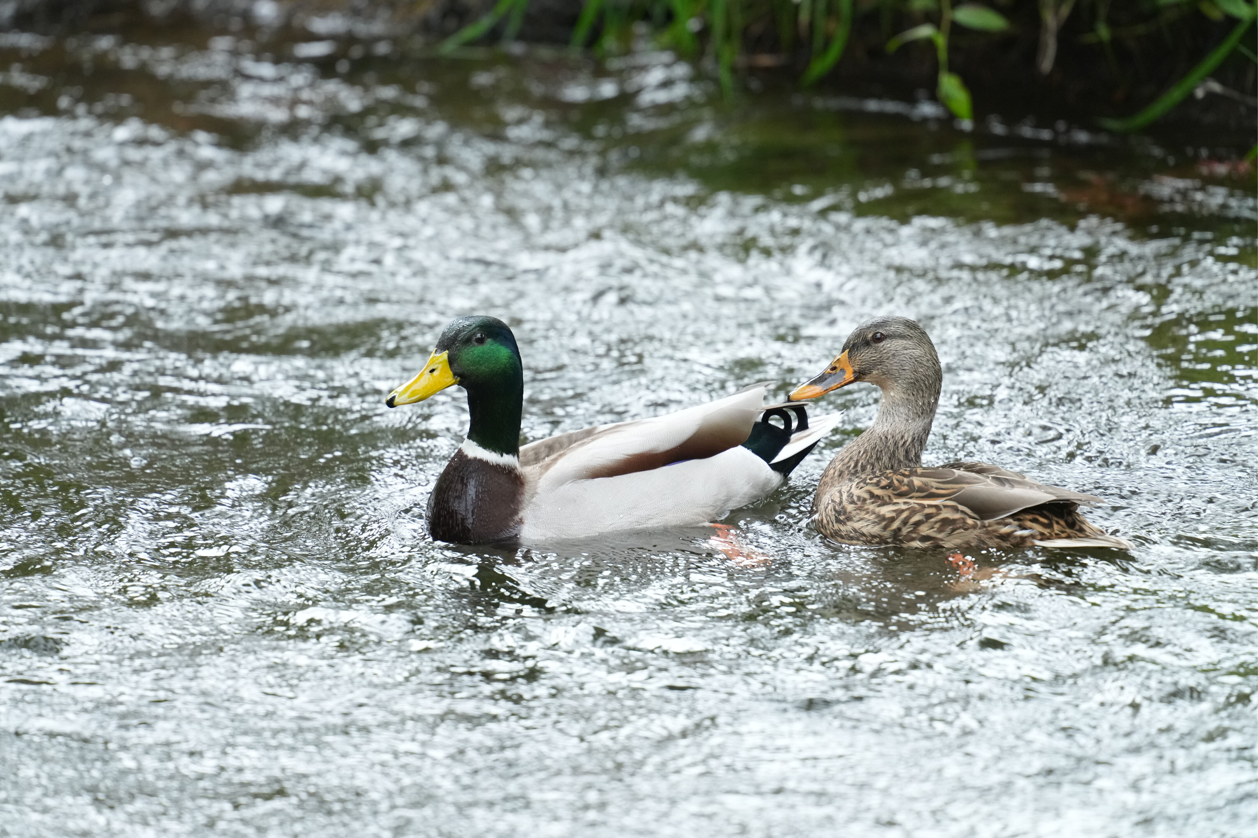 Los Gatos Creek County Park