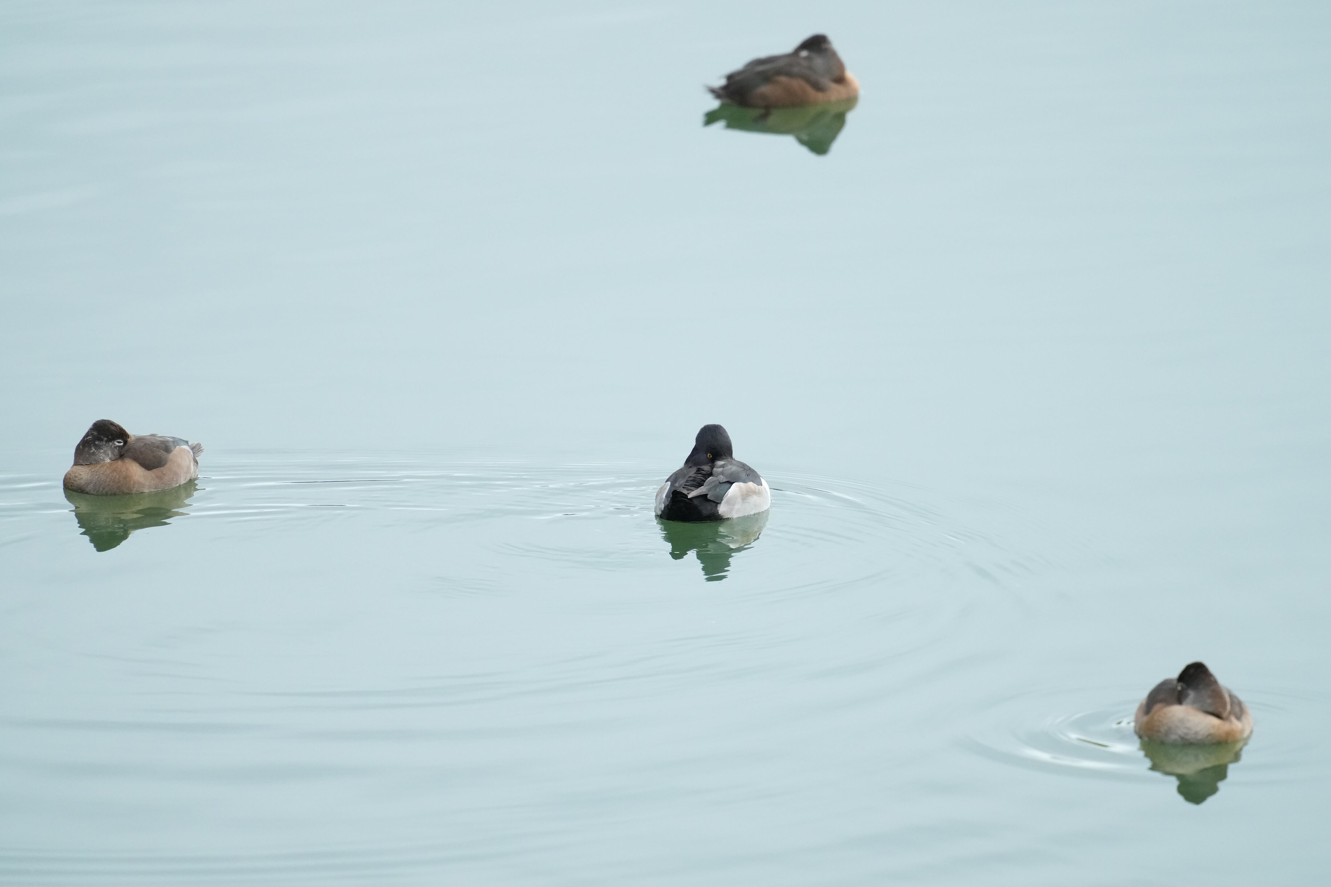 Los Gatos Creek County Park