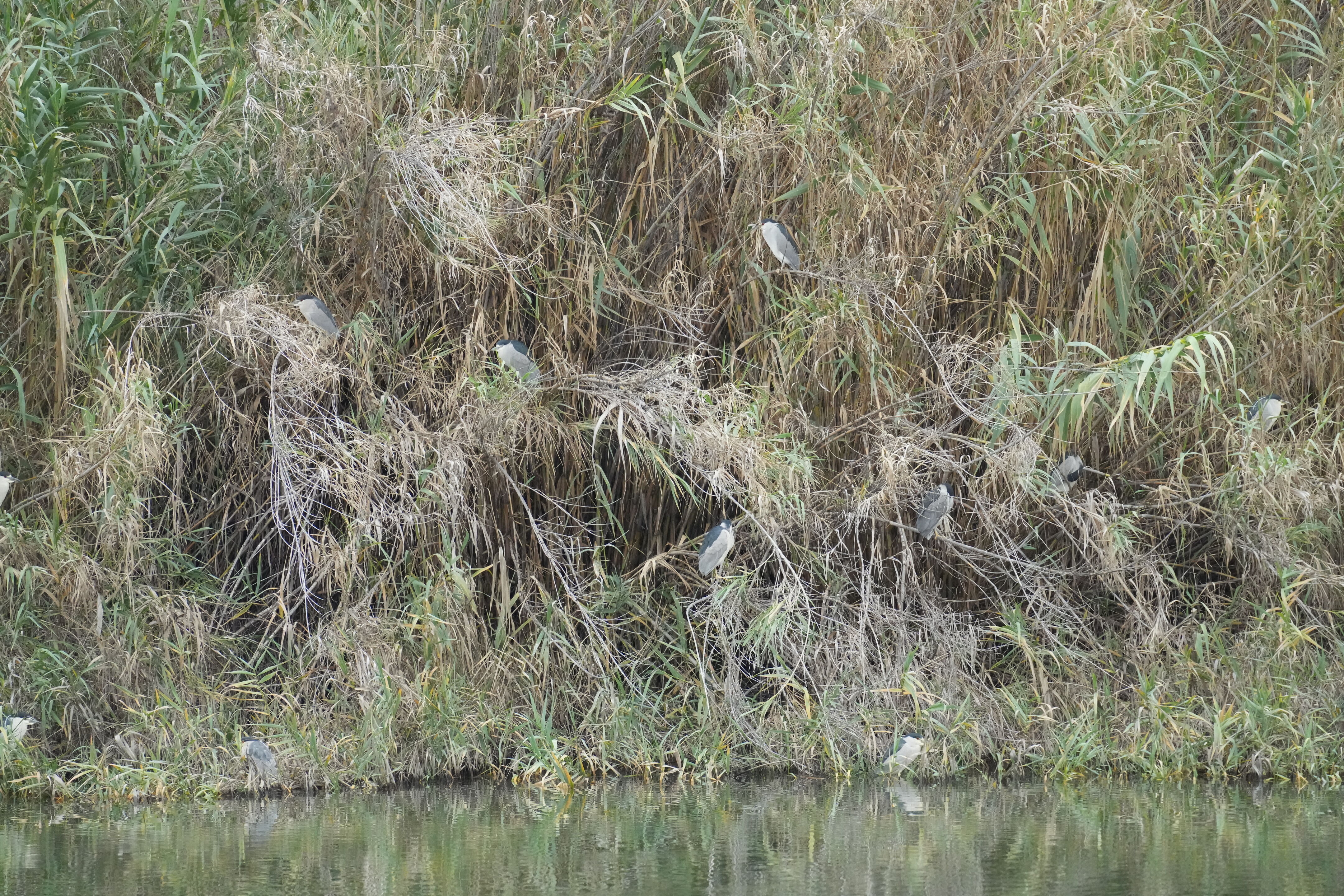 Los Gatos Creek County Park