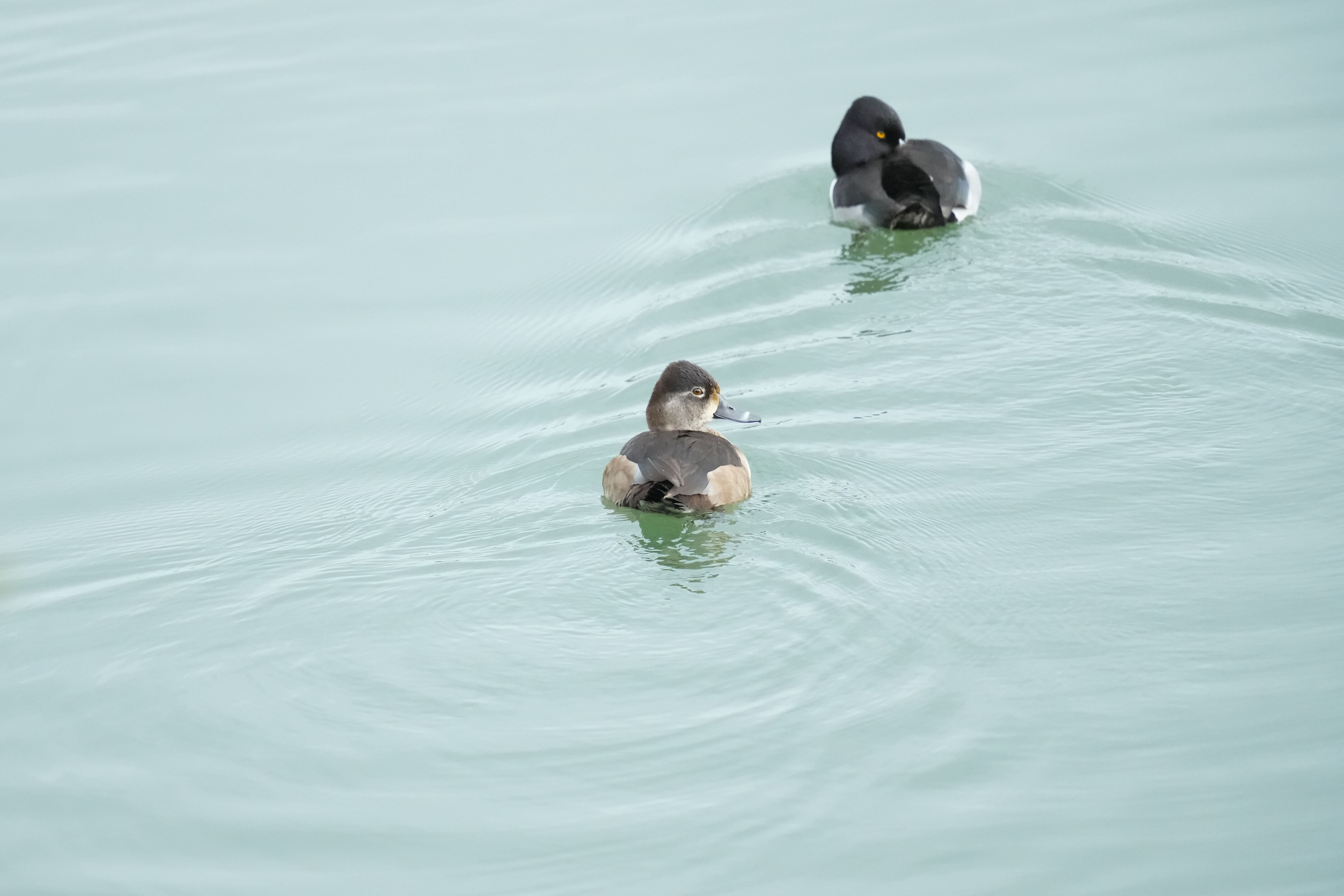 Los Gatos Creek County Park