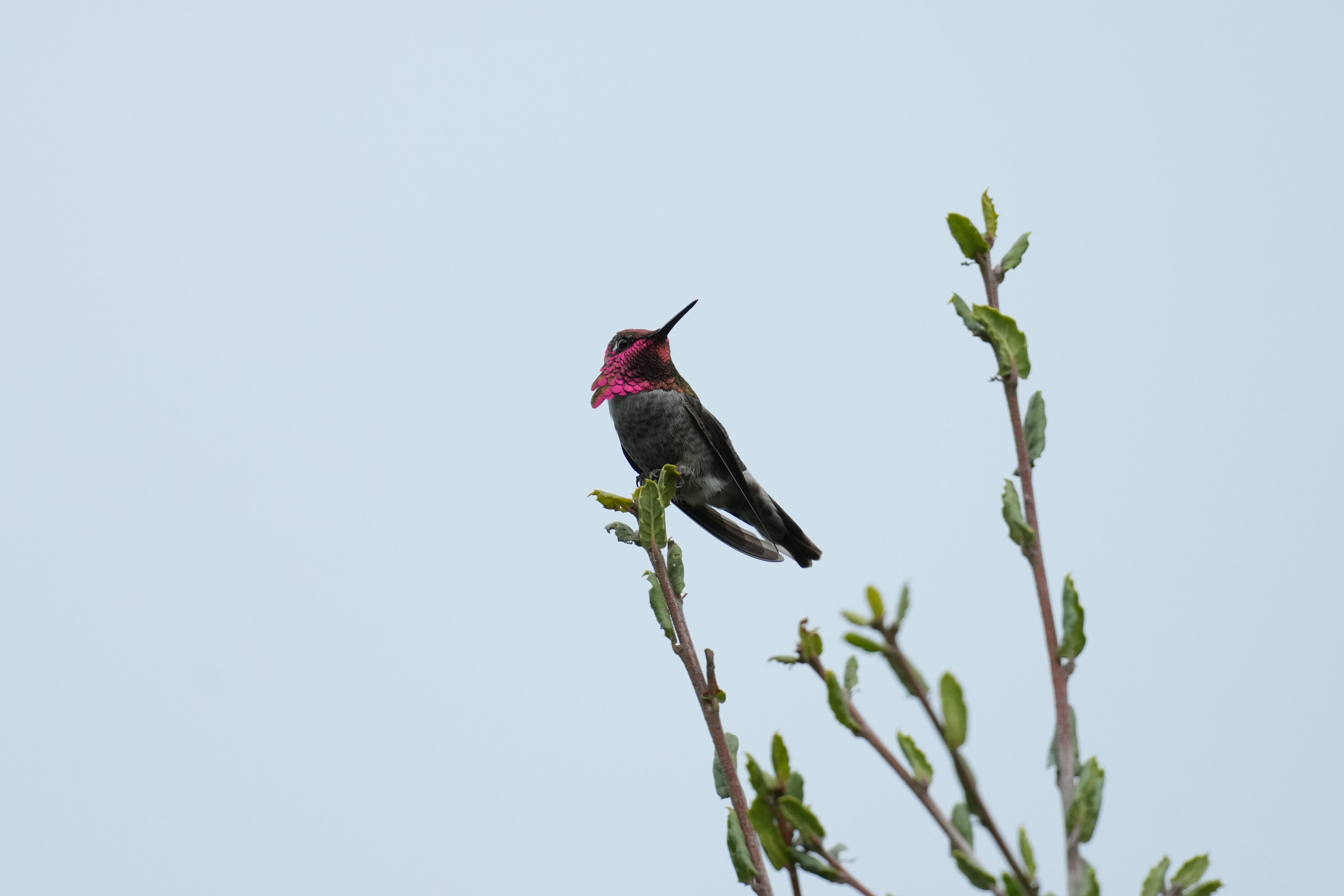 Los Gatos Creek County Park