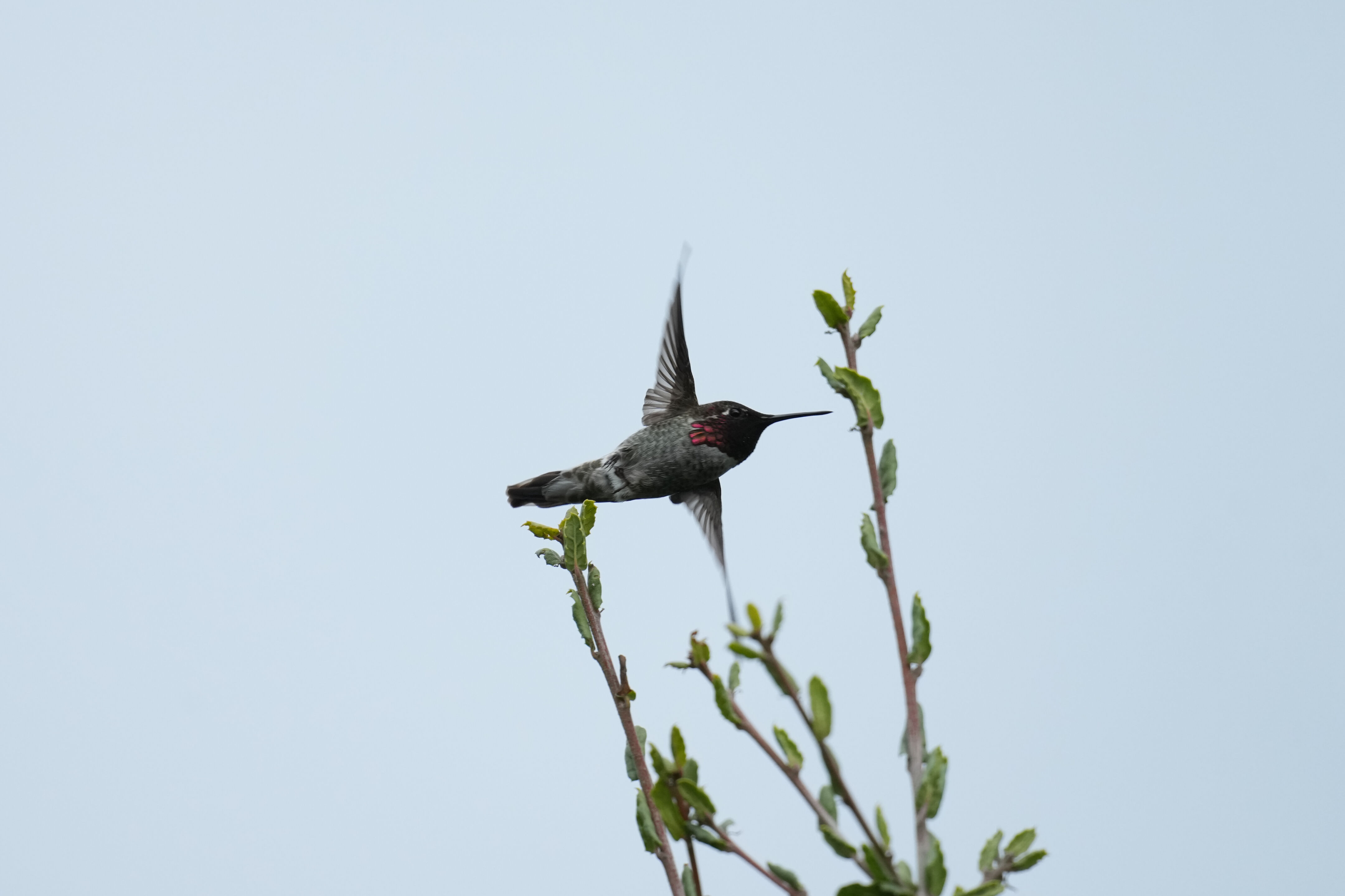 Los Gatos Creek County Park