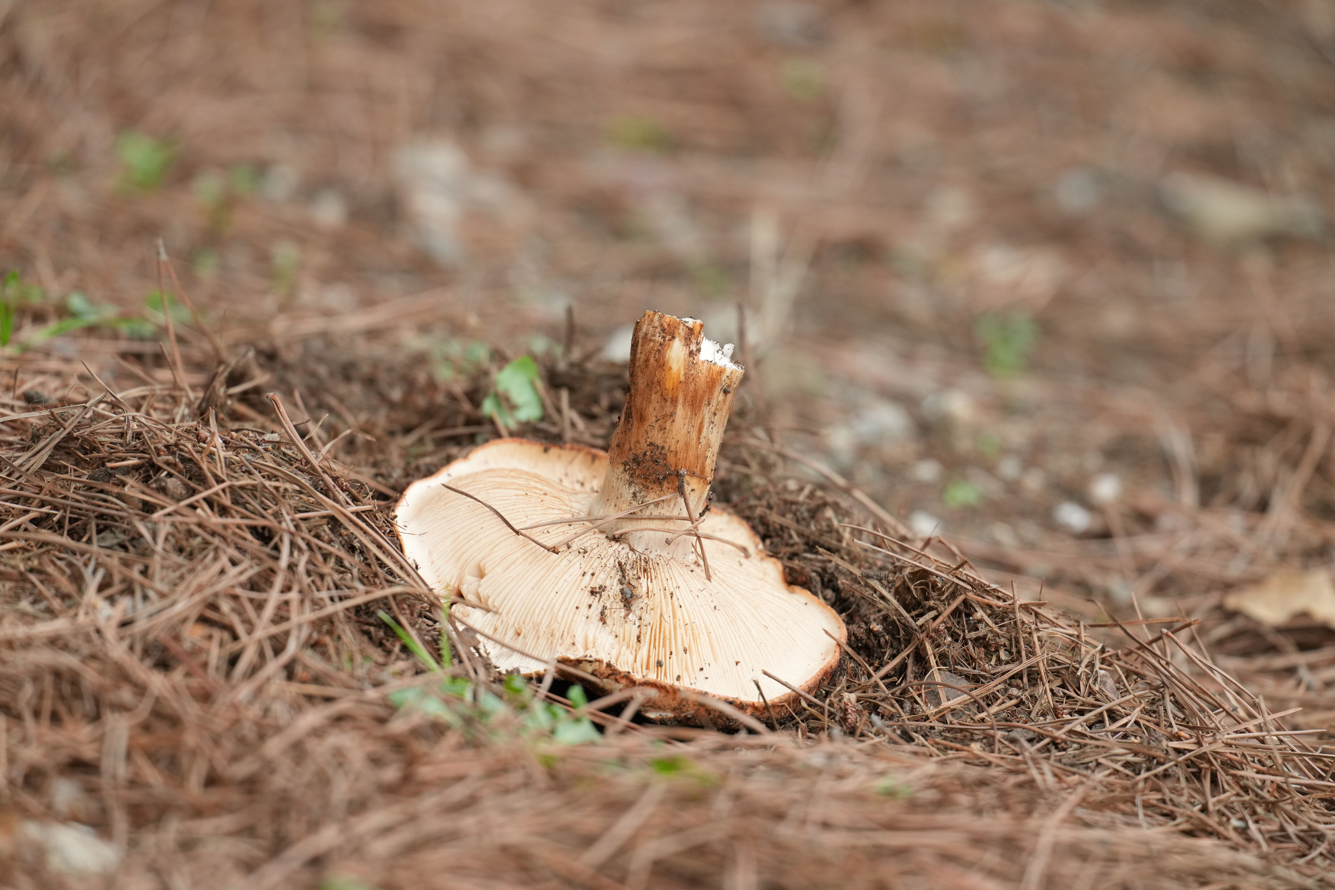 Los Gatos Creek County Park