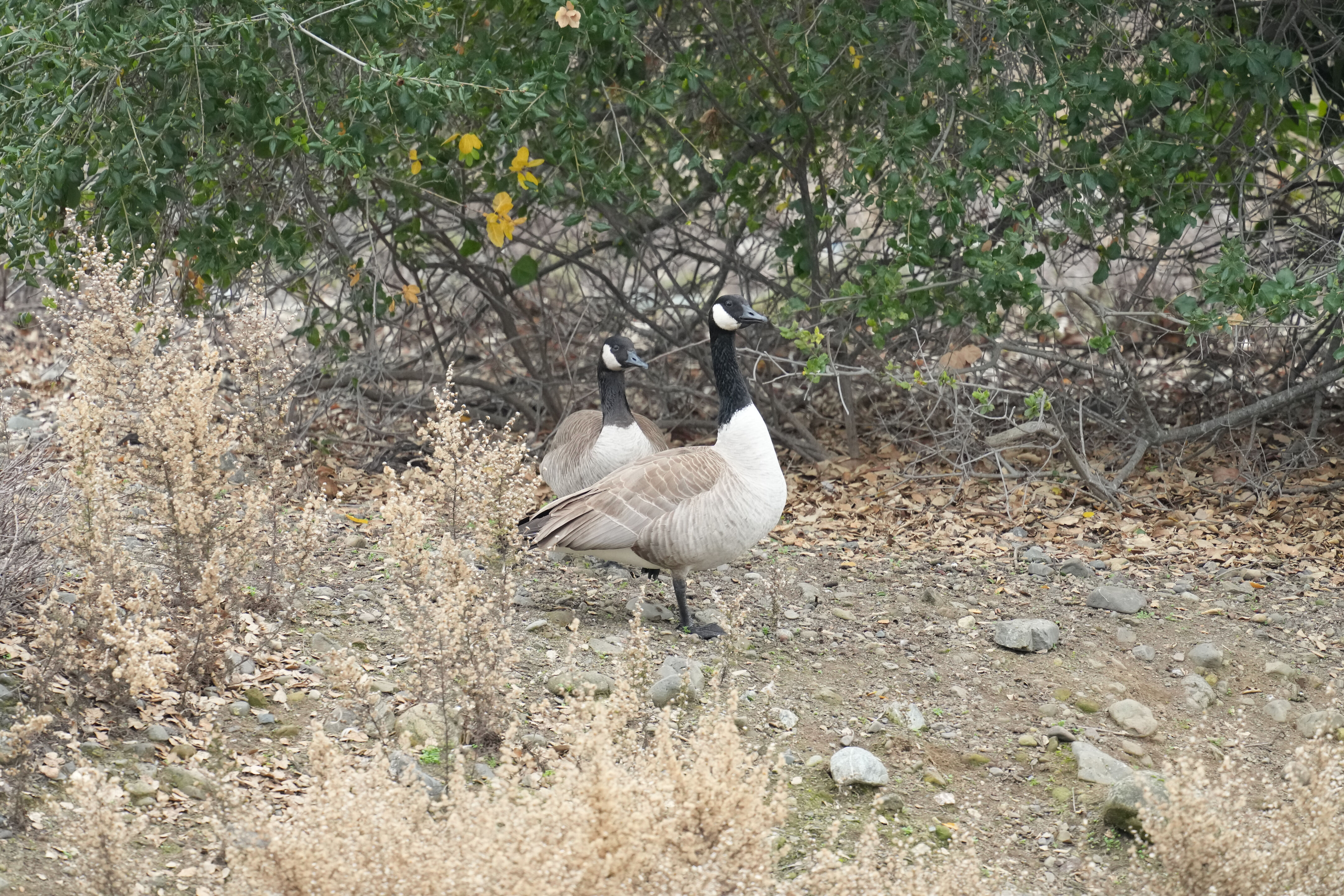 Los Gatos Creek County Park