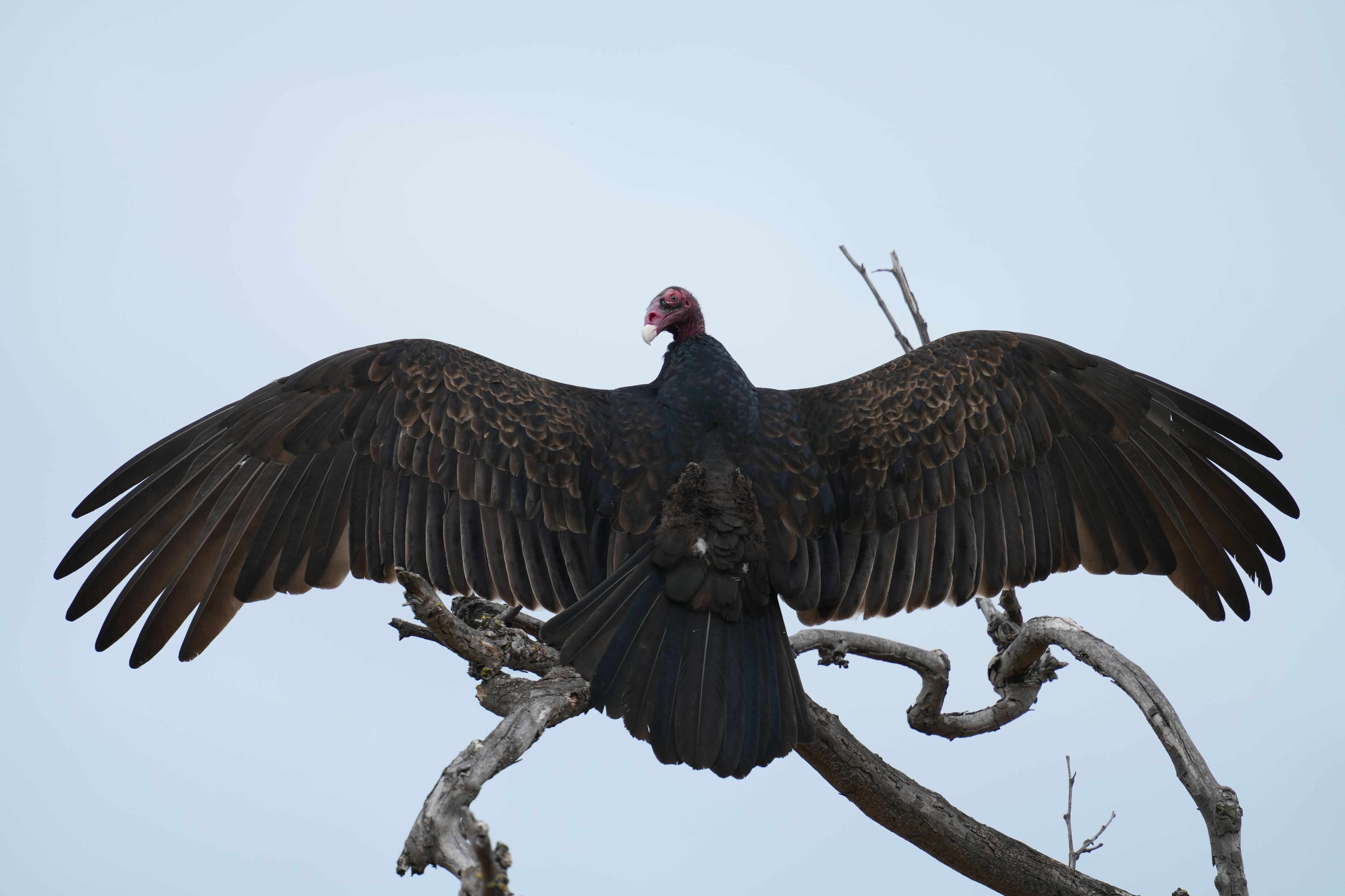 Los Gatos Creek County Park