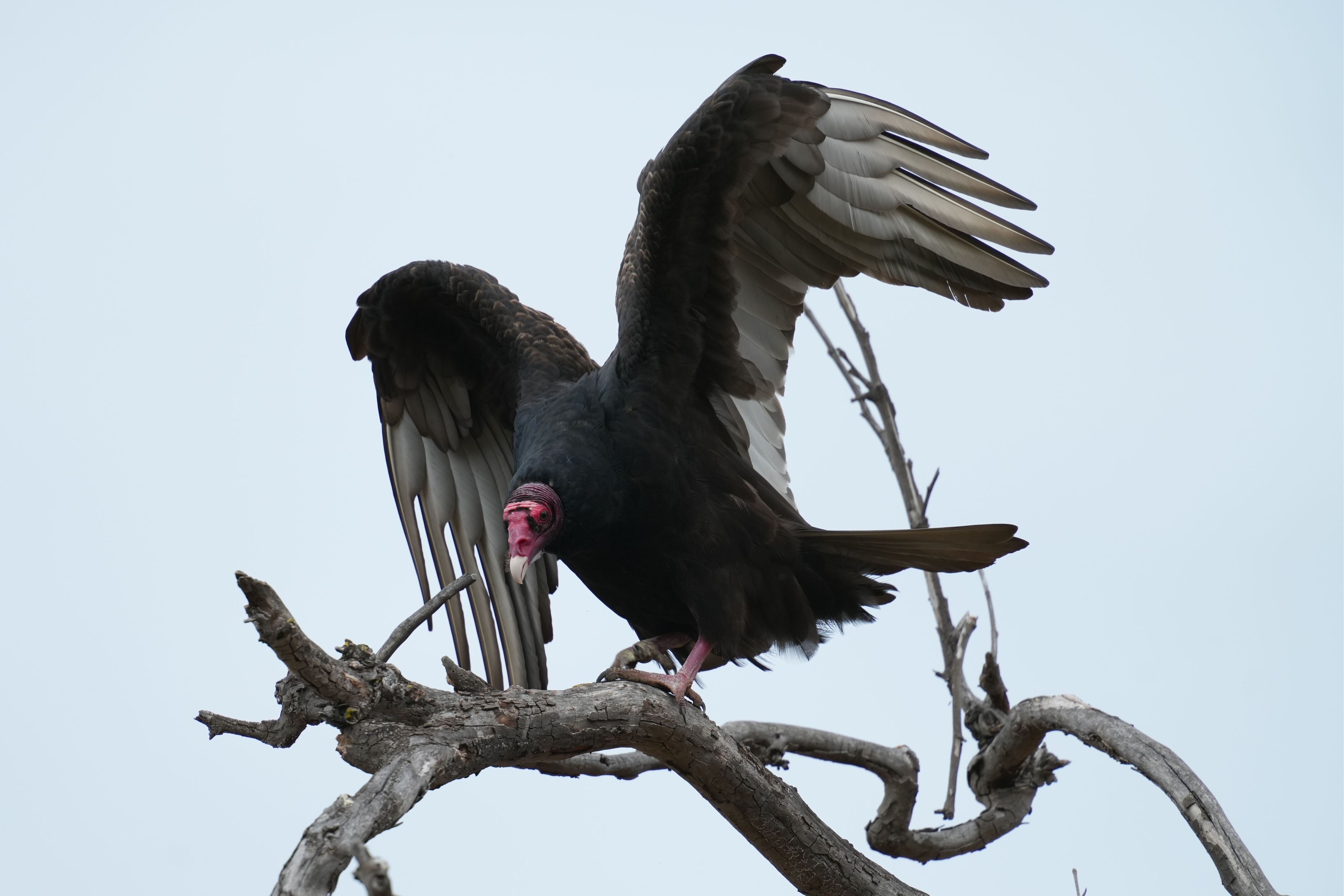 Los Gatos Creek County Park