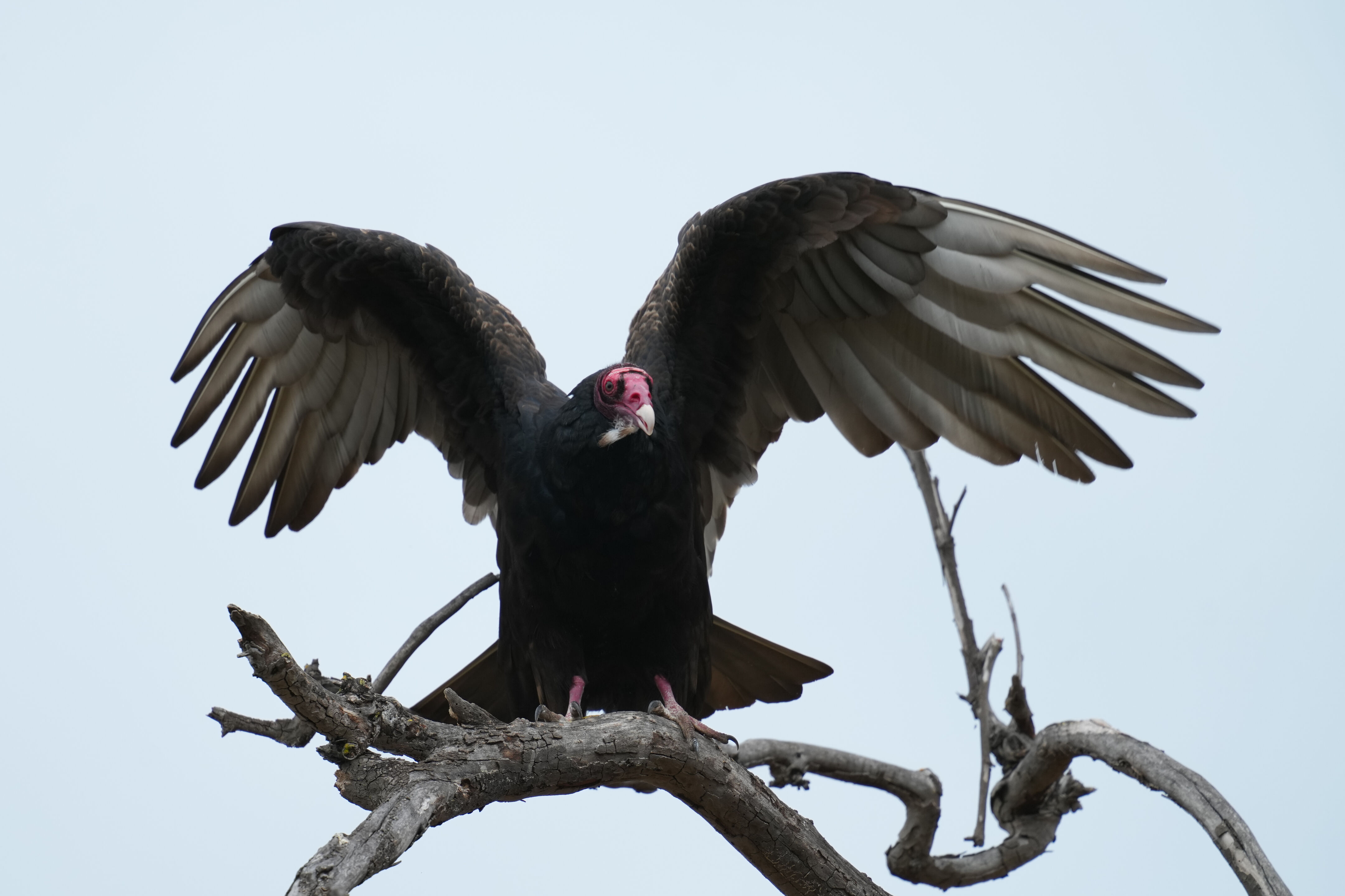 Los Gatos Creek County Park