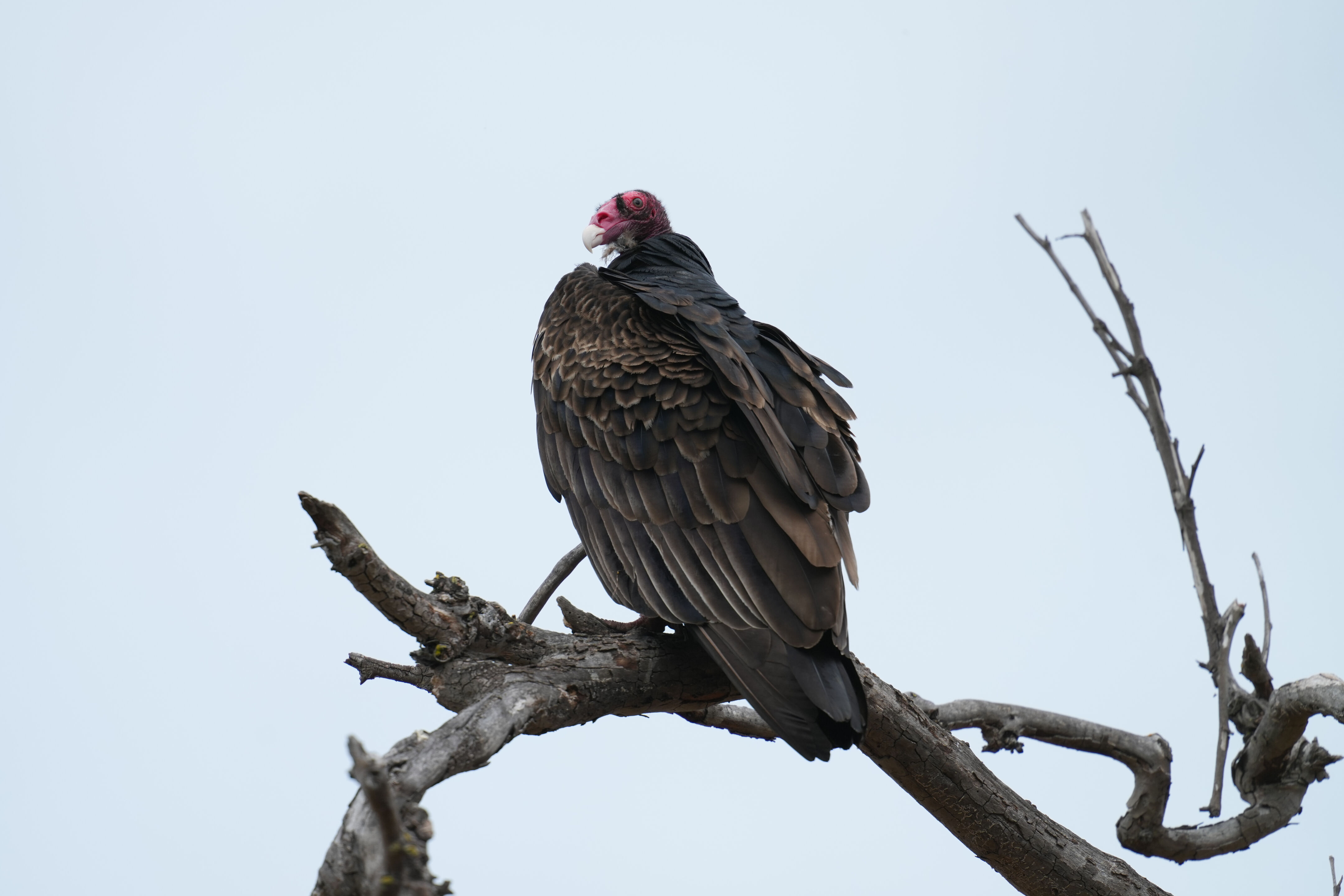Los Gatos Creek County Park