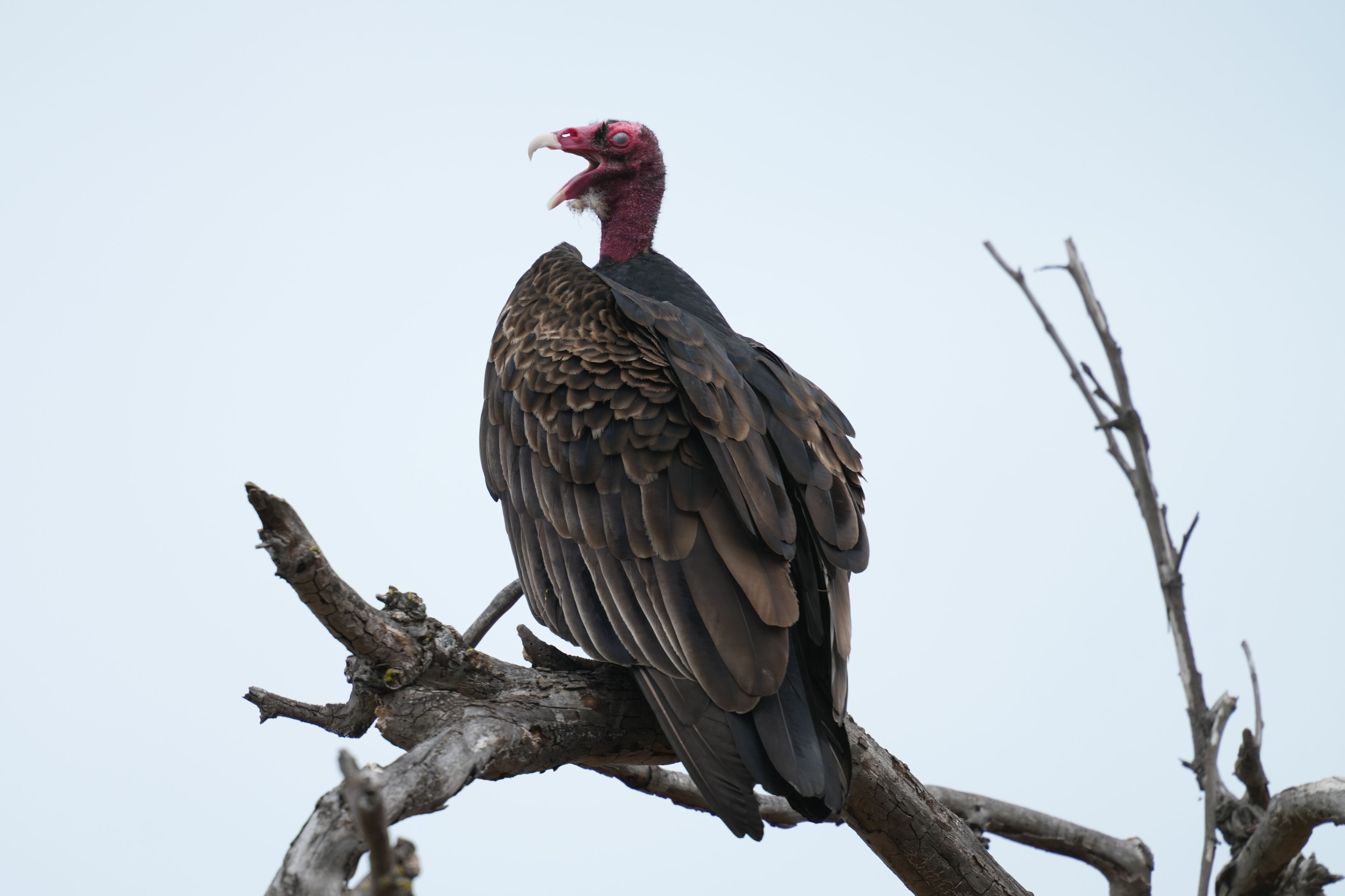 Los Gatos Creek County Park