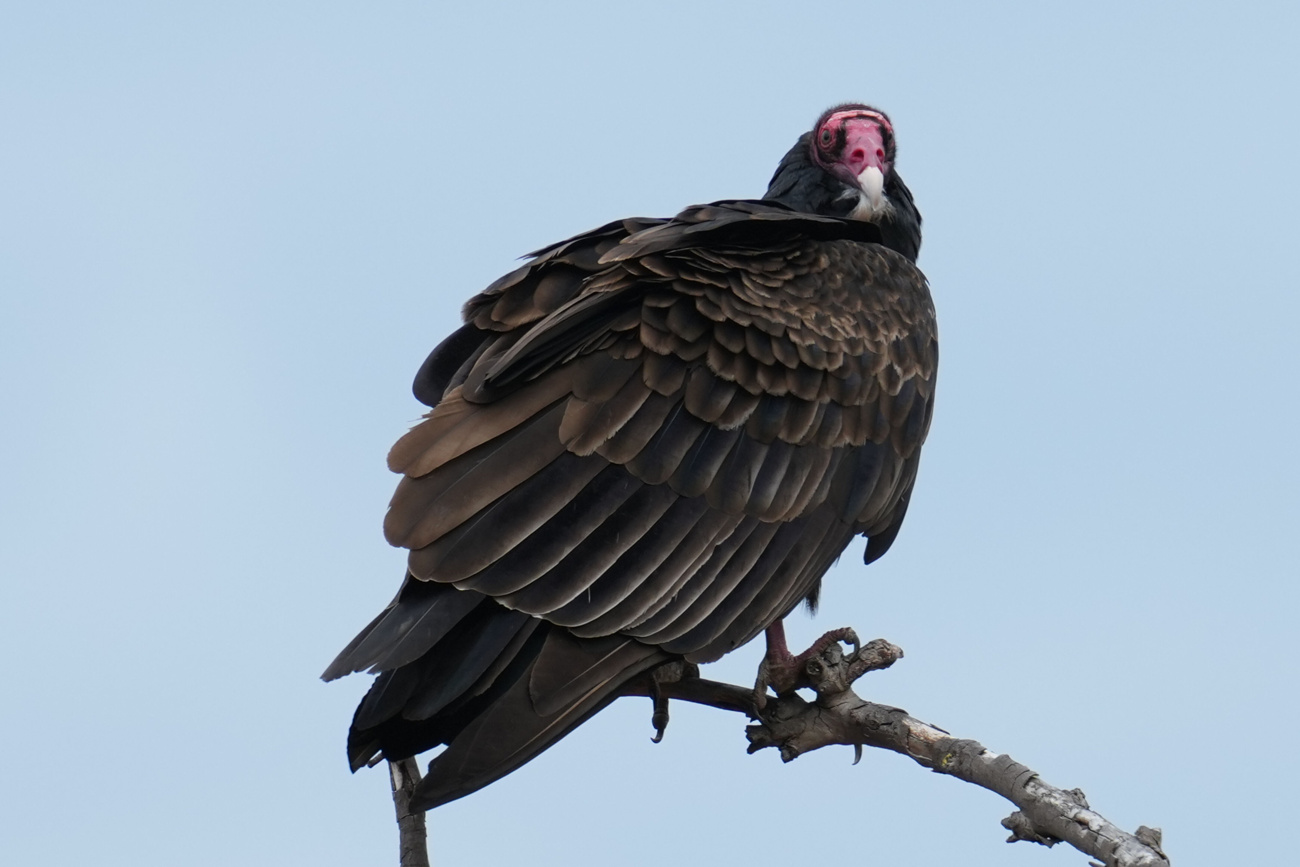Los Gatos Creek County Park