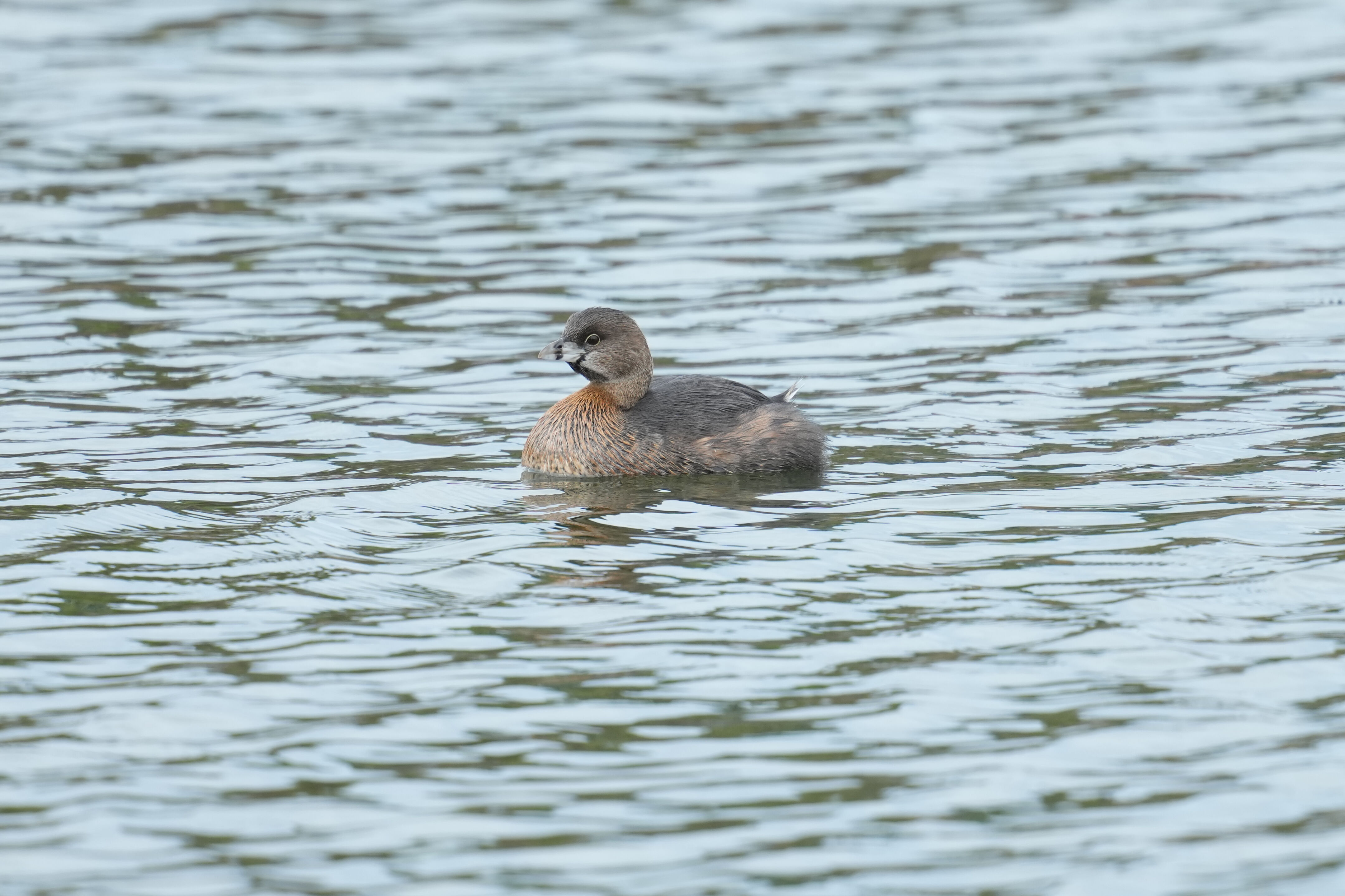 Los Gatos Creek County Park