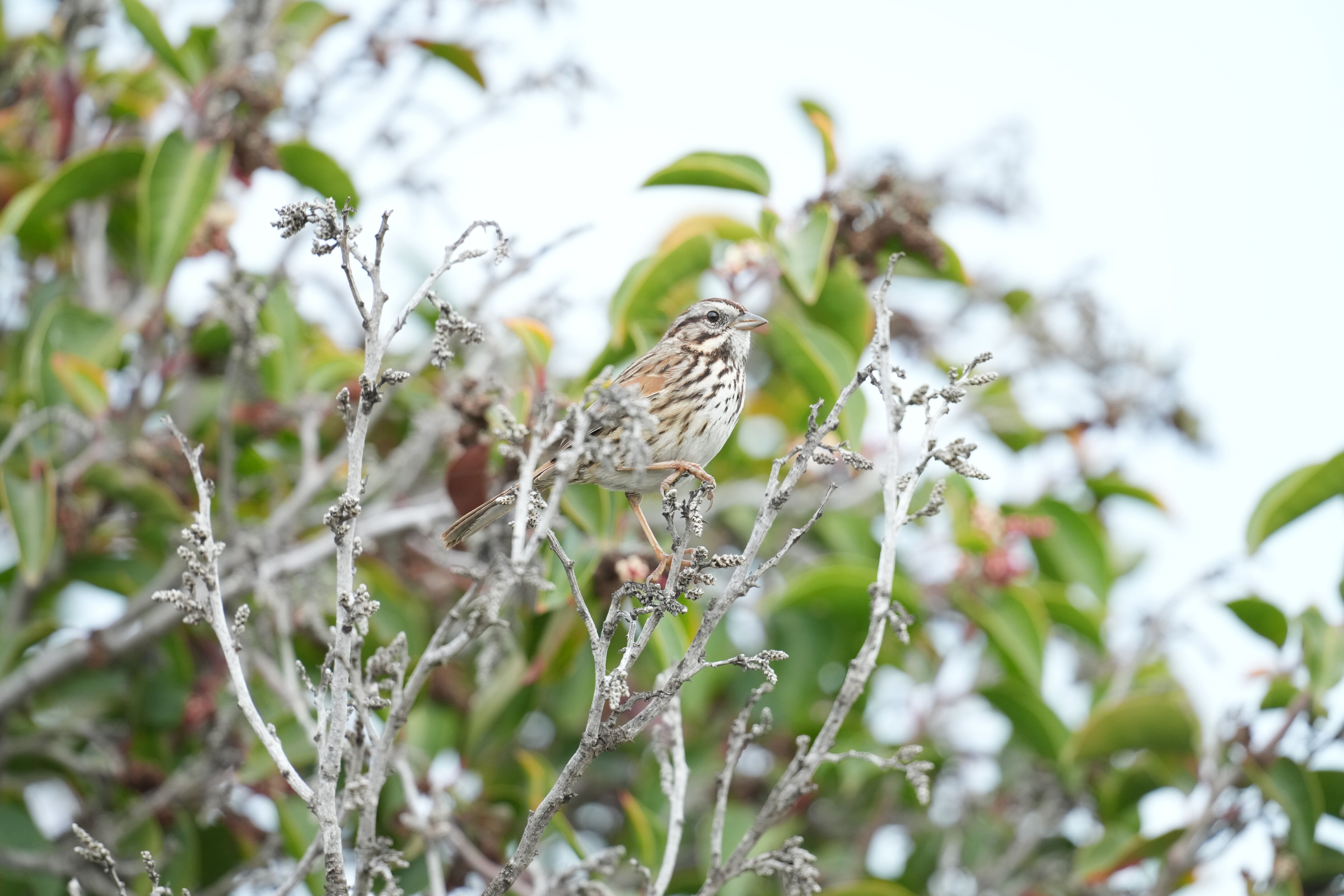 Los Gatos Creek County Park
