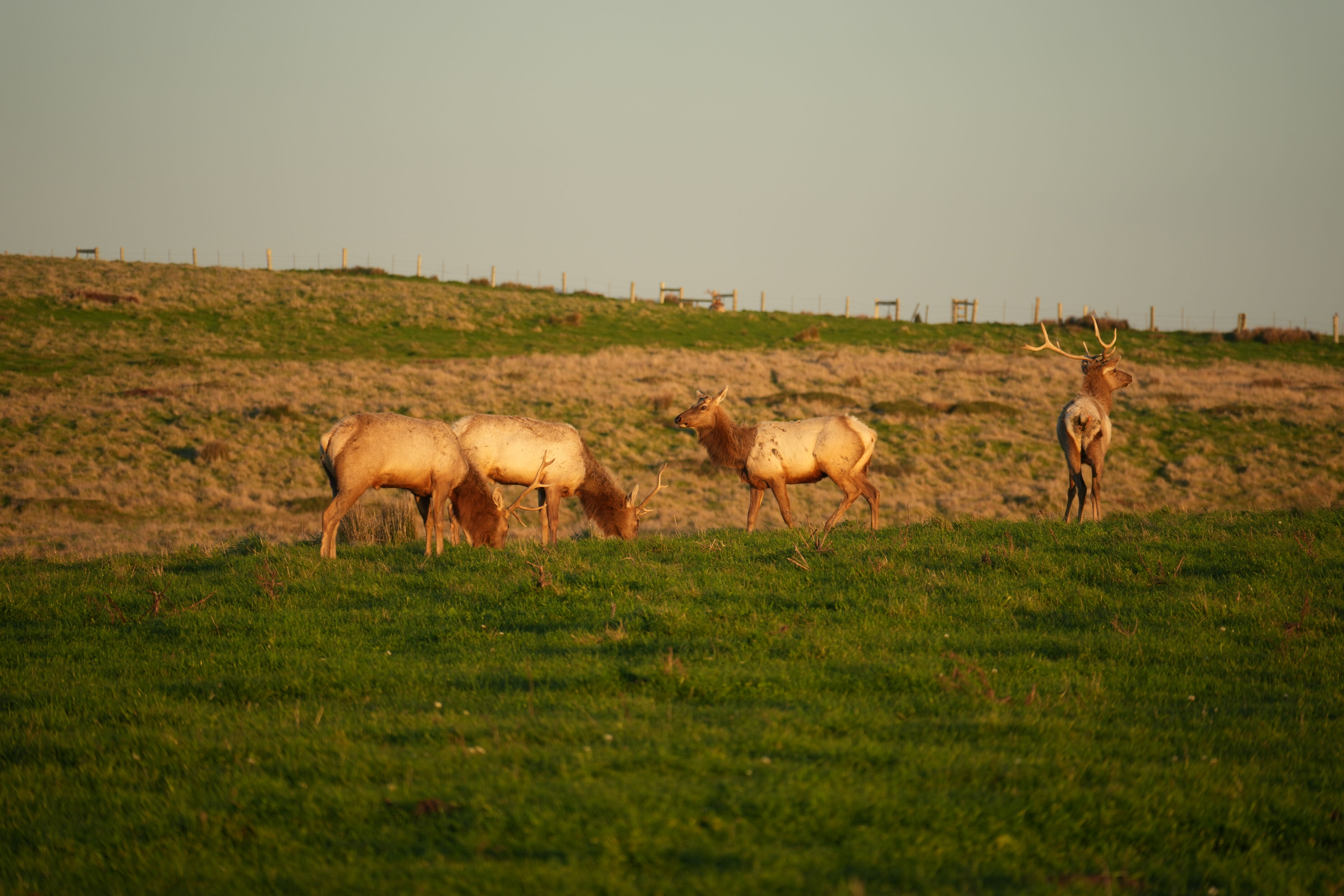Point Reyes National Seashore - Historic Ranches