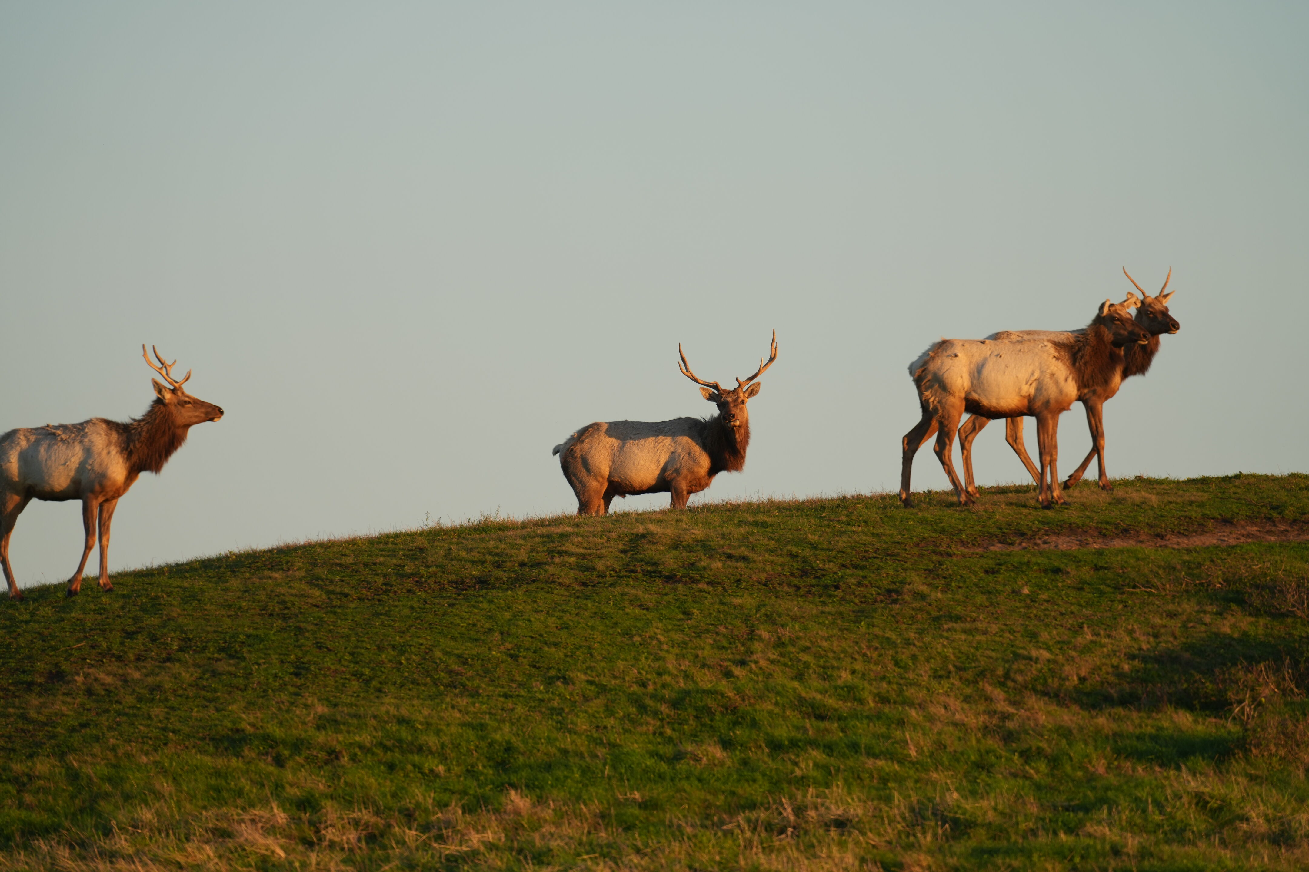 Point Reyes National Seashore - Historic Ranches