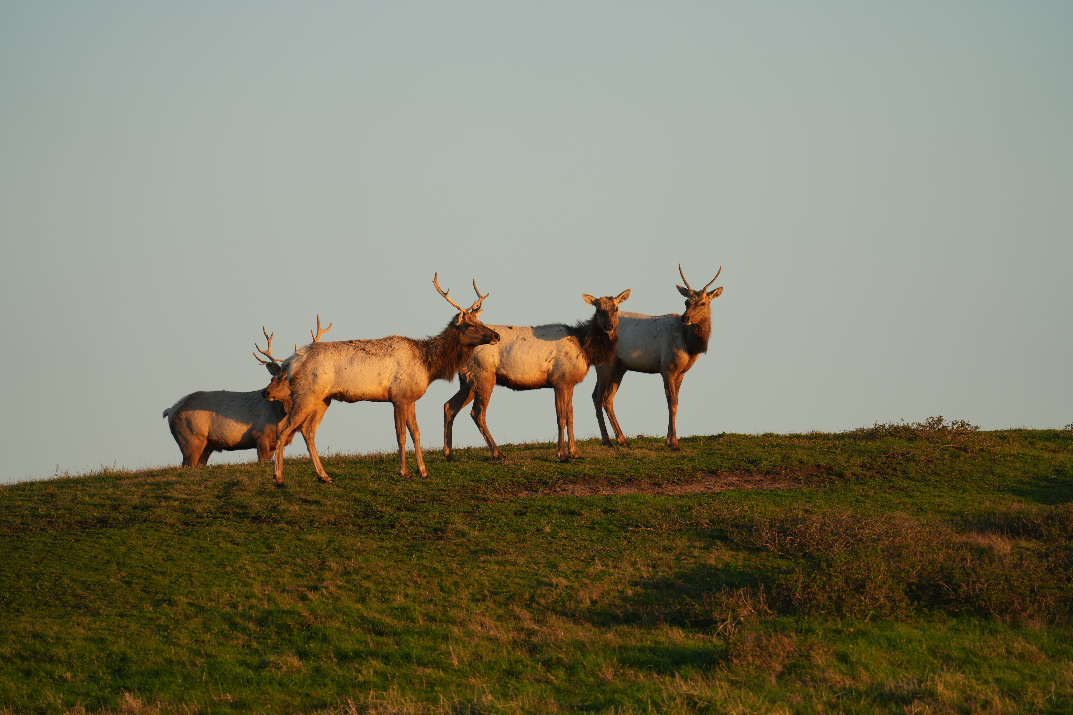 Point Reyes National Seashore - Historic Ranches