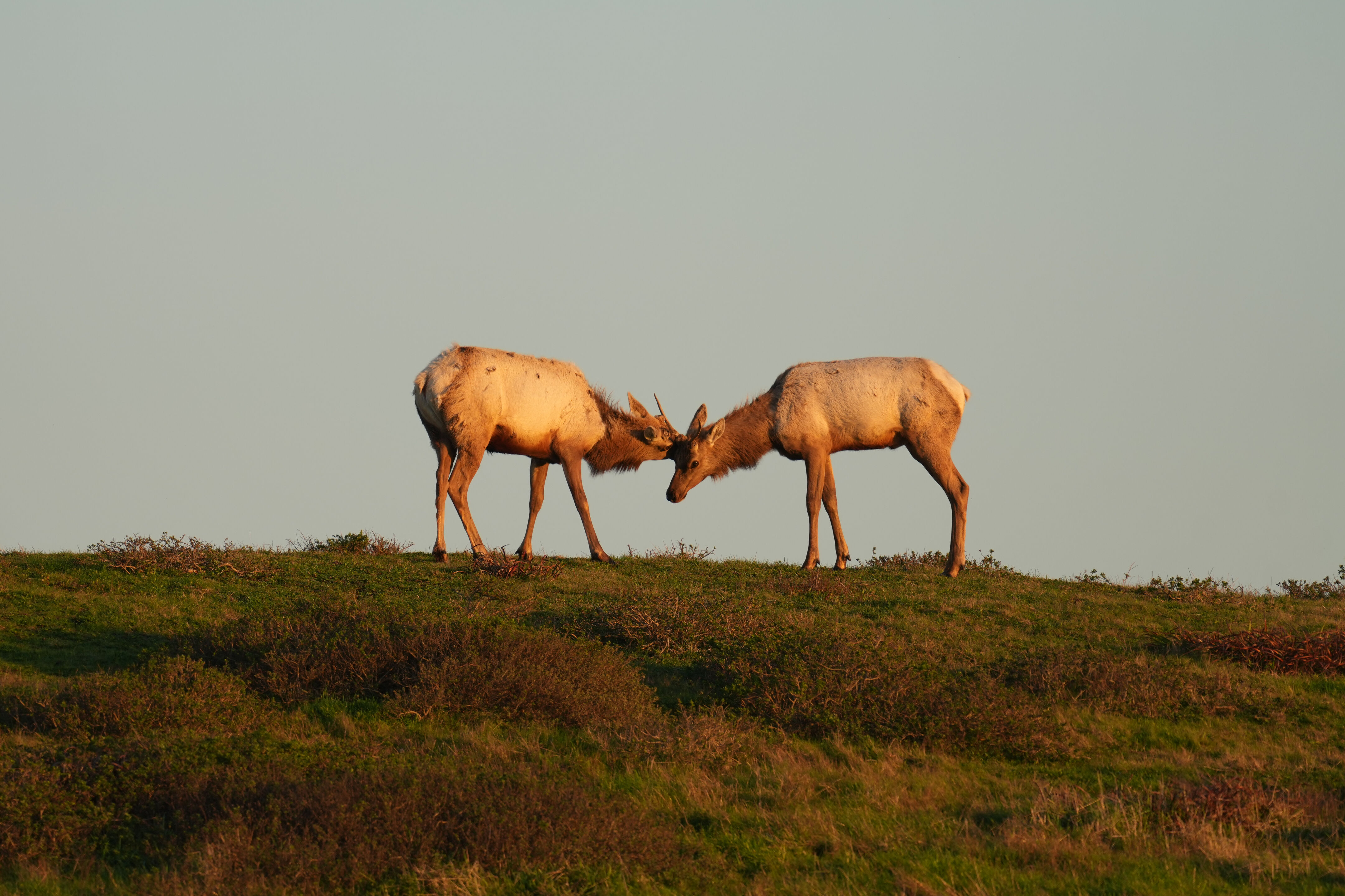 Point Reyes National Seashore - Historic Ranches