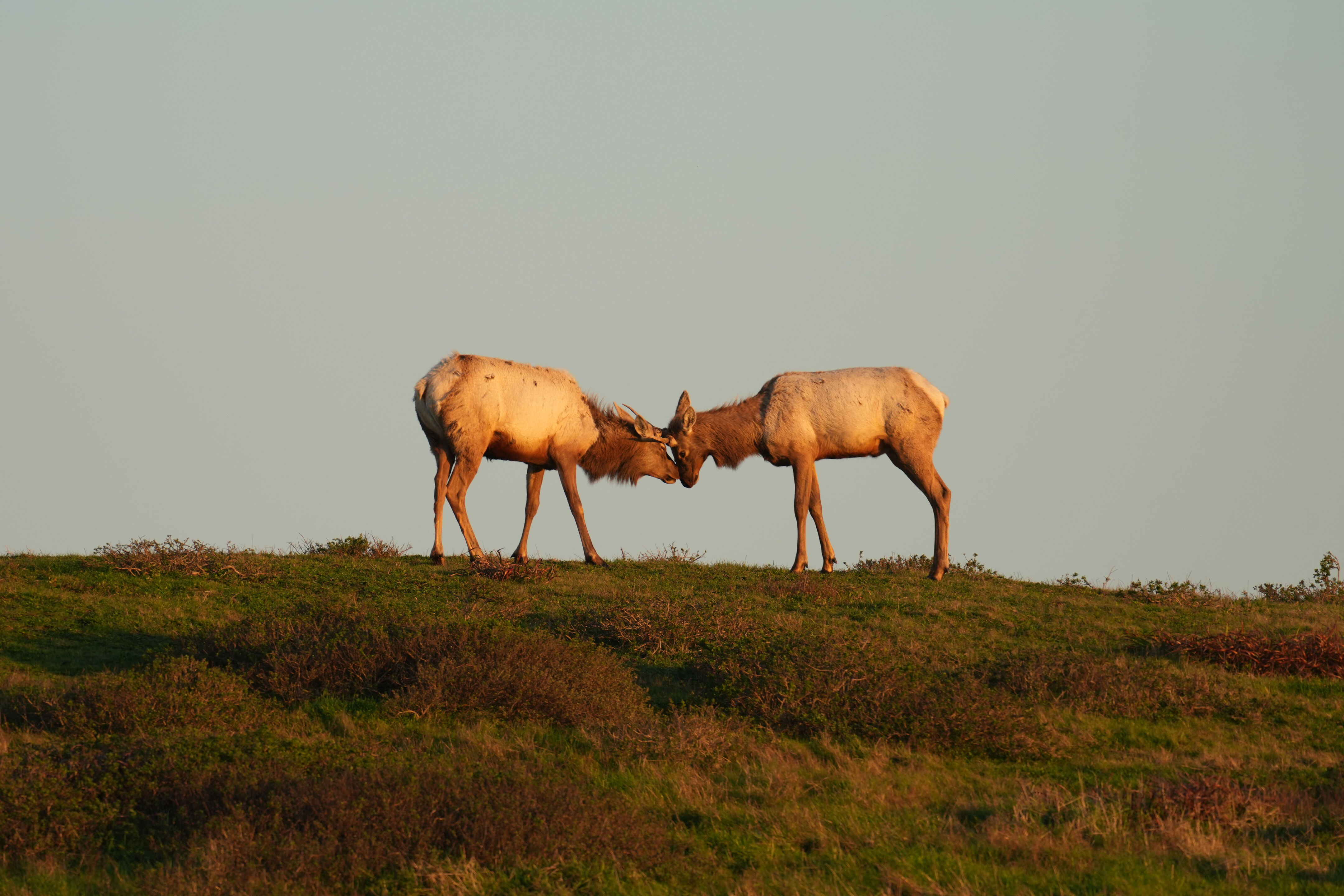 Point Reyes National Seashore - Historic Ranches