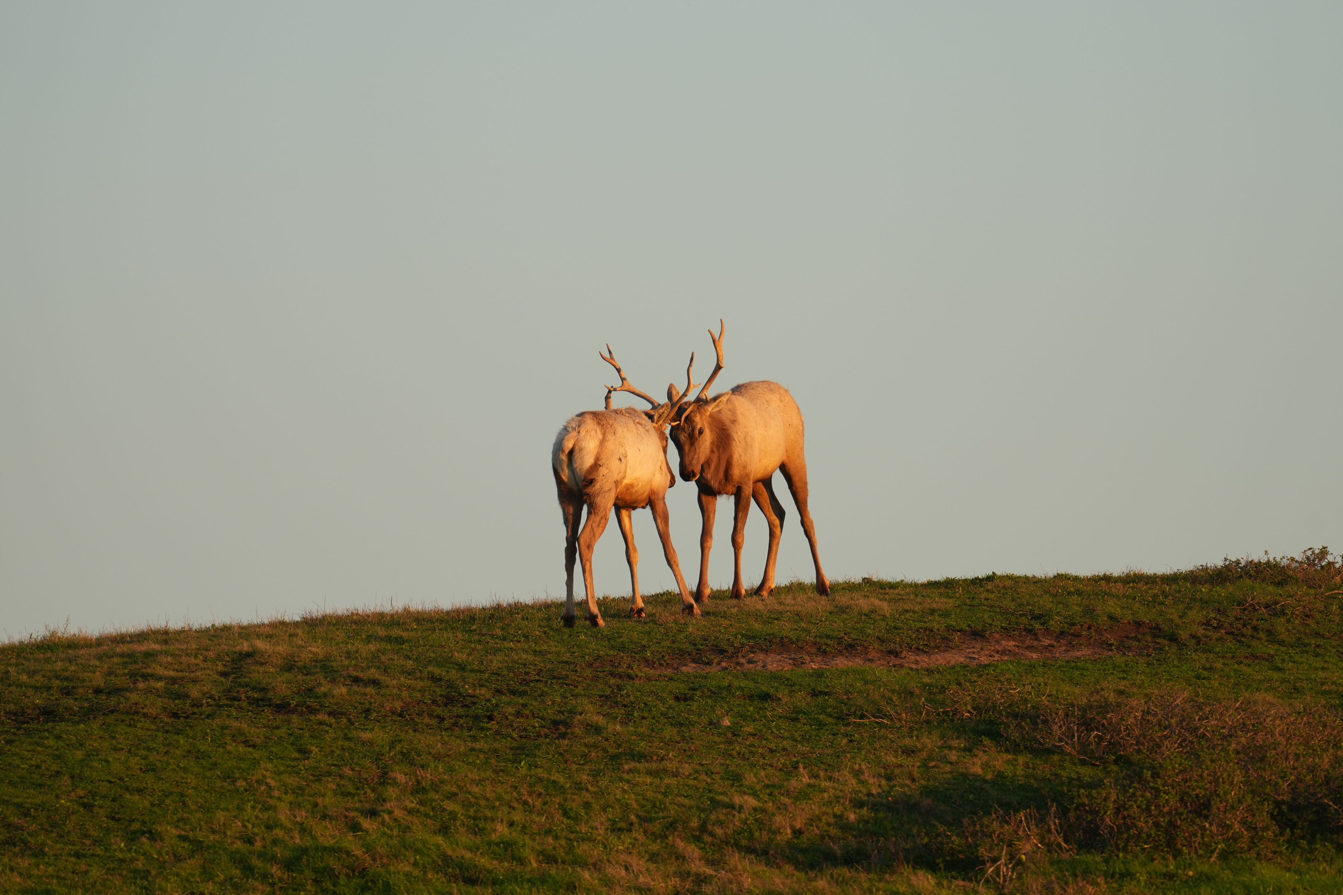 Point Reyes National Seashore - Historic Ranches