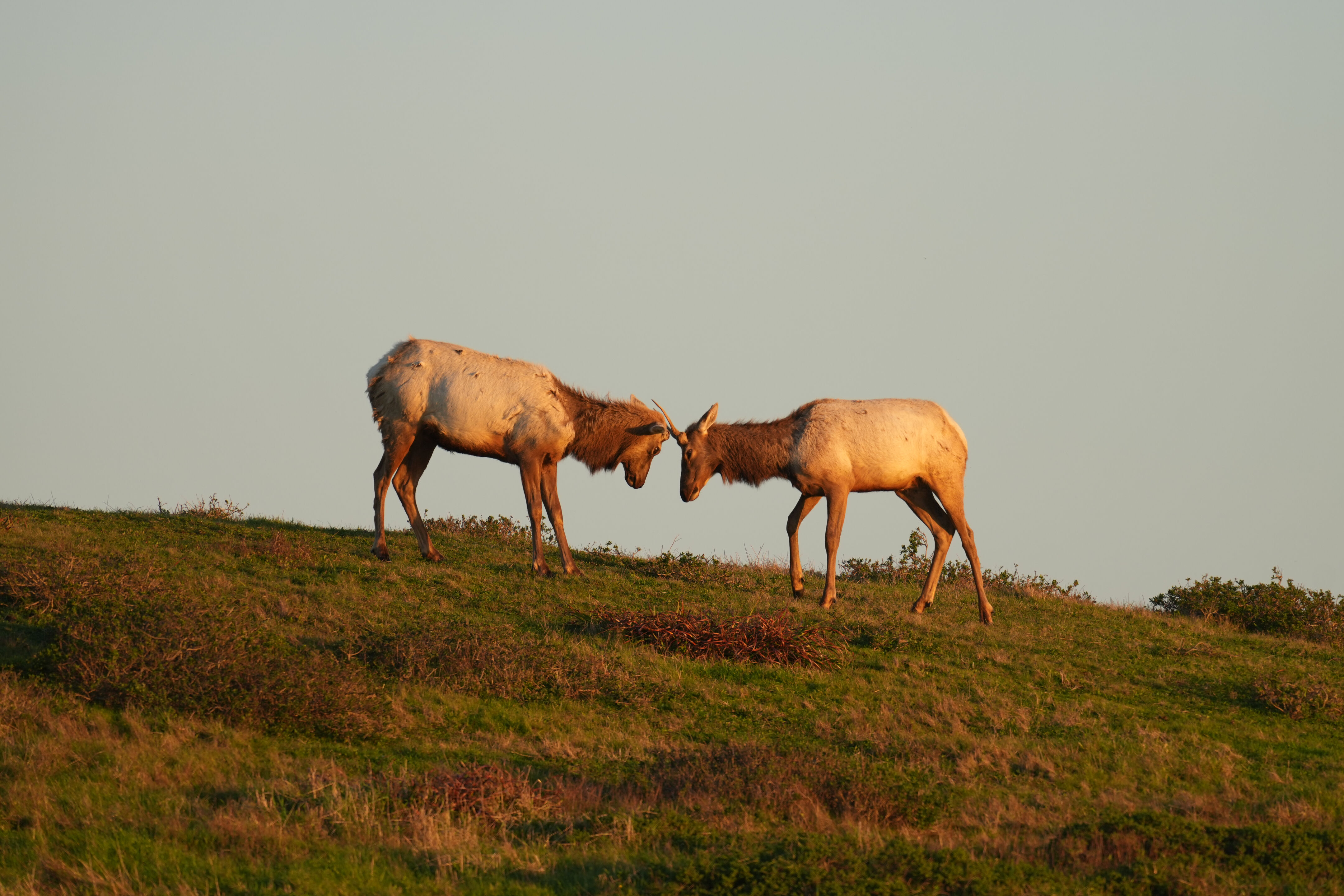 Point Reyes National Seashore - Historic Ranches