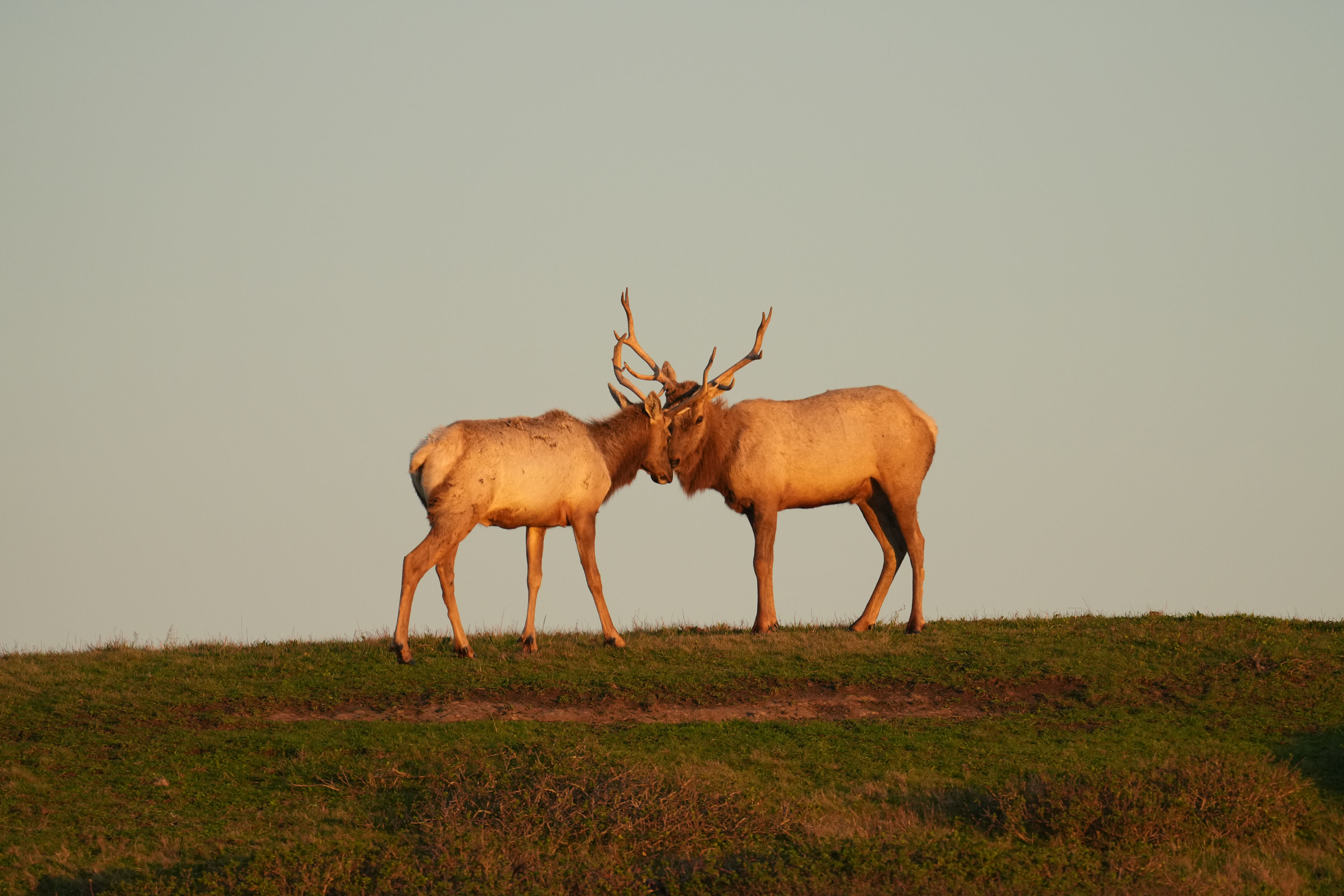 Point Reyes National Seashore - Historic Ranches