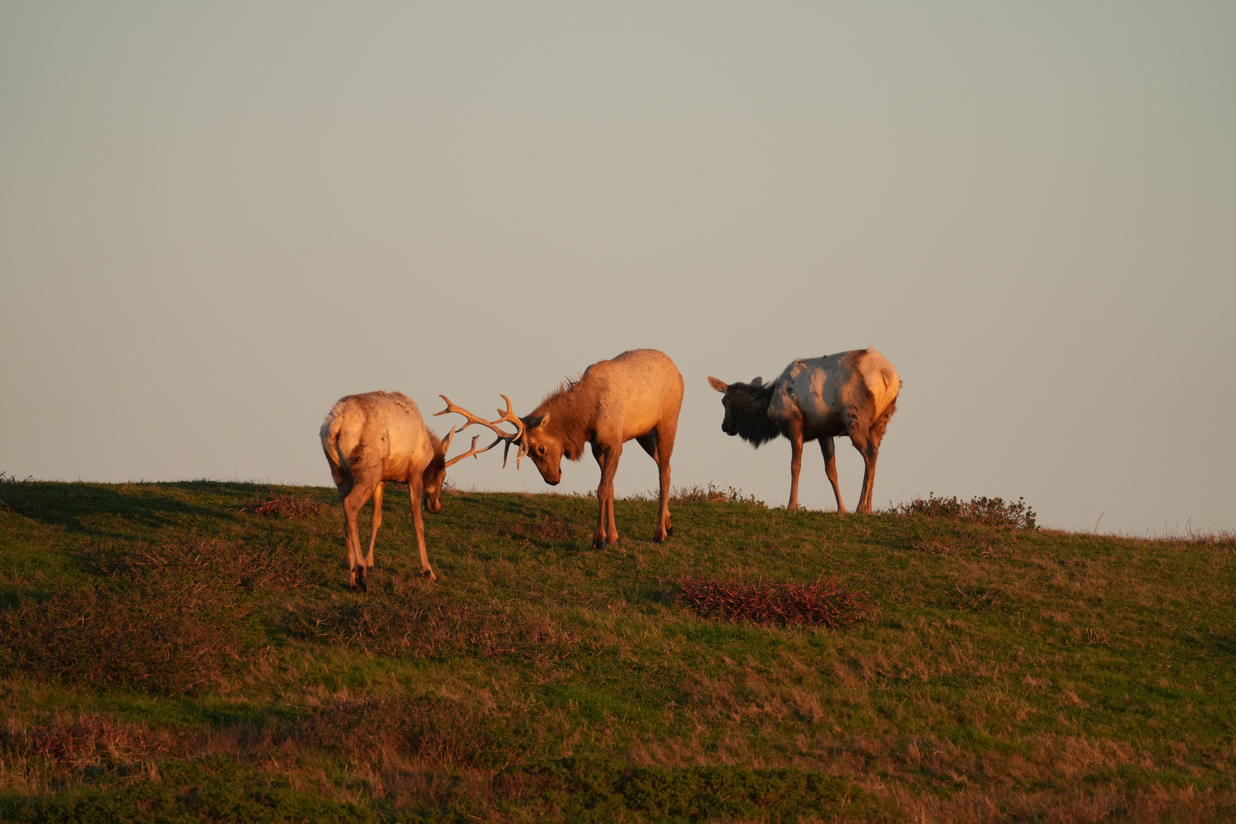 Point Reyes National Seashore - Historic Ranches
