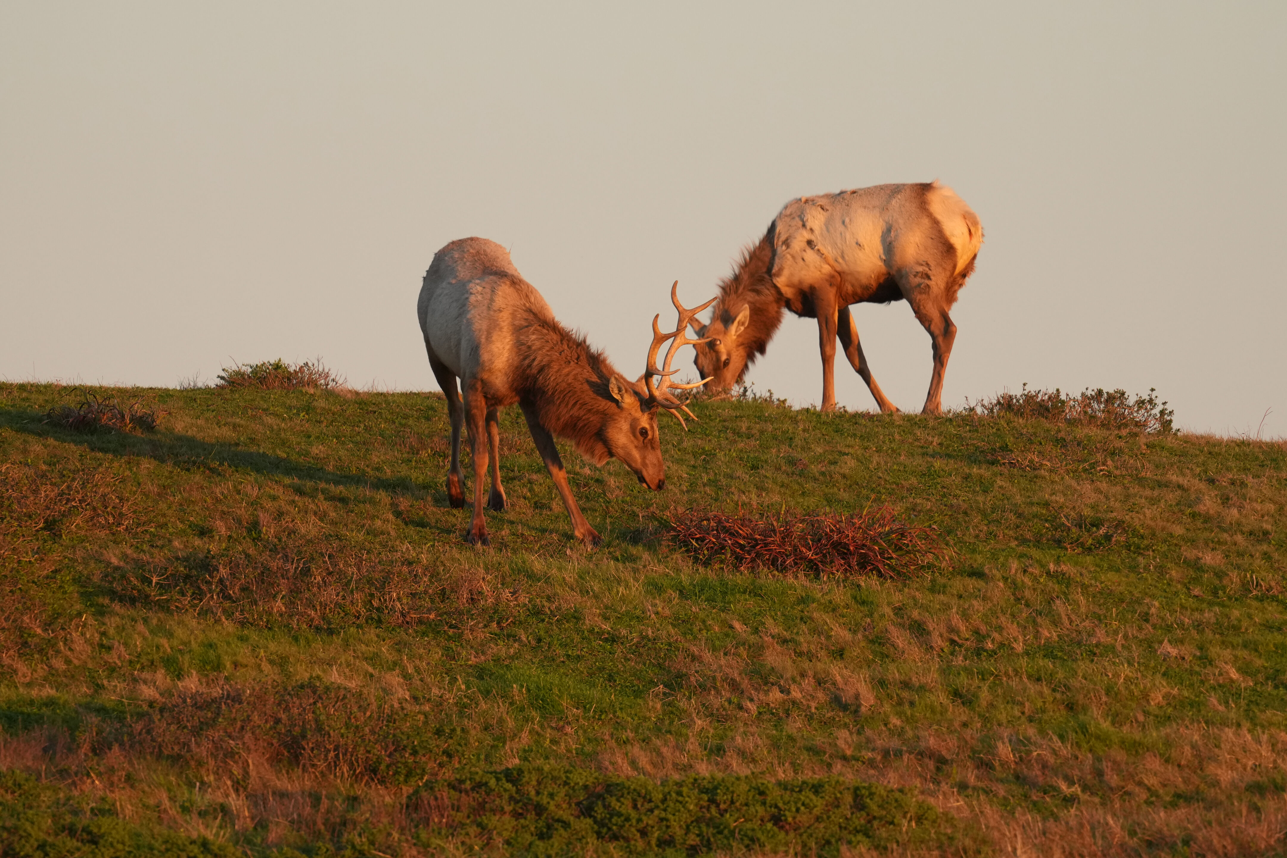 Point Reyes National Seashore - Historic Ranches