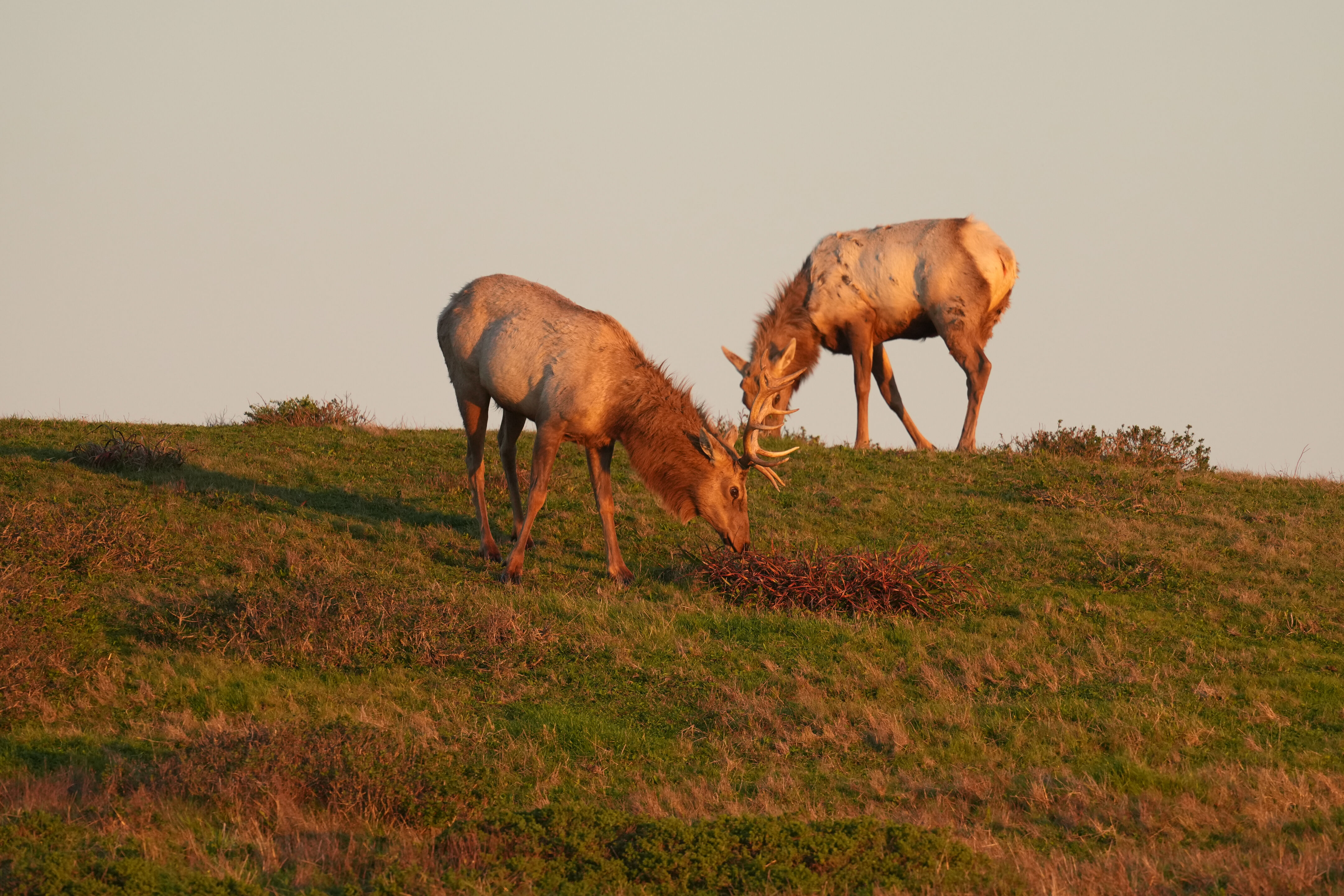 Point Reyes National Seashore - Historic Ranches