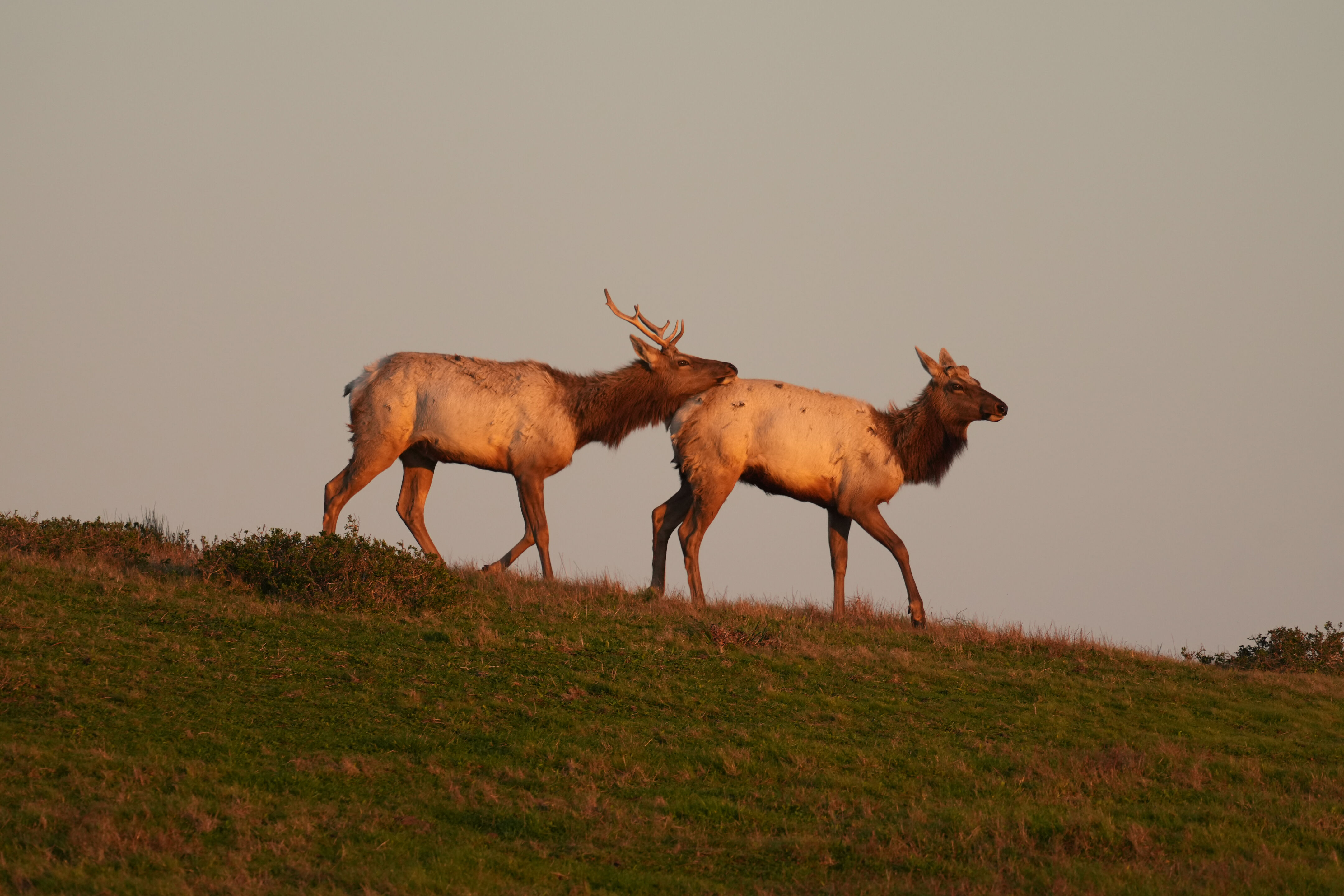 Point Reyes National Seashore - Historic Ranches