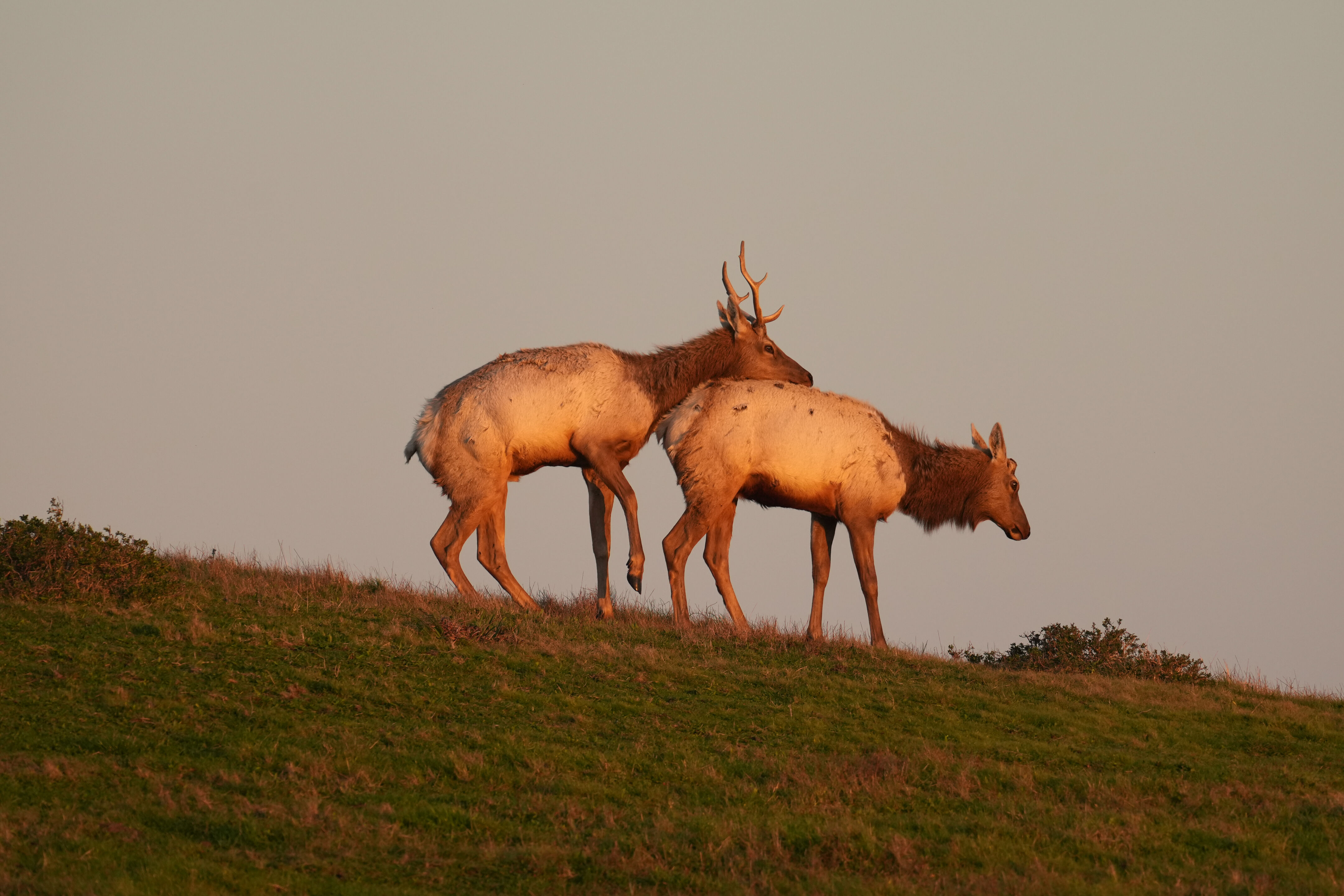 Point Reyes National Seashore - Historic Ranches