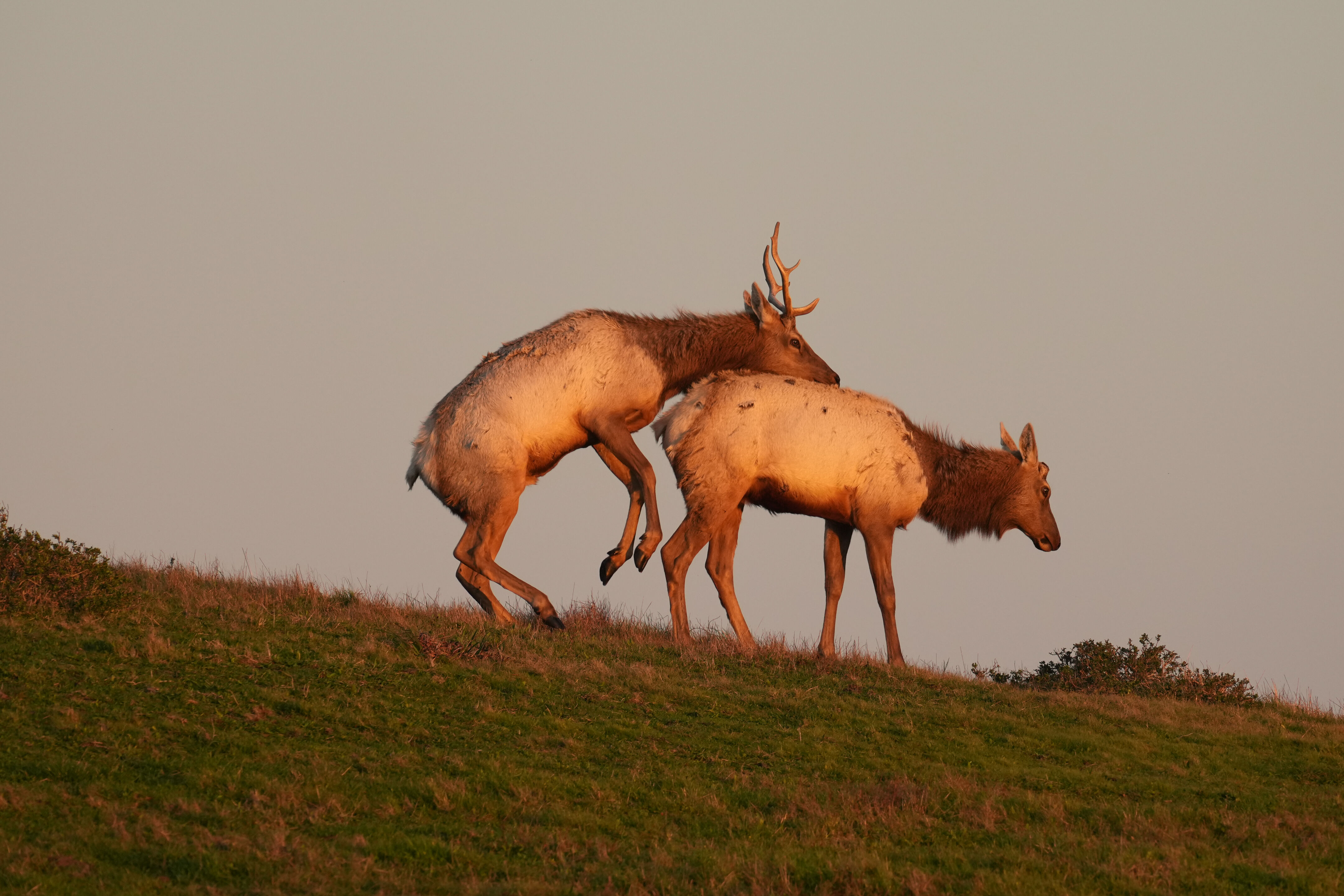 Point Reyes National Seashore - Historic Ranches