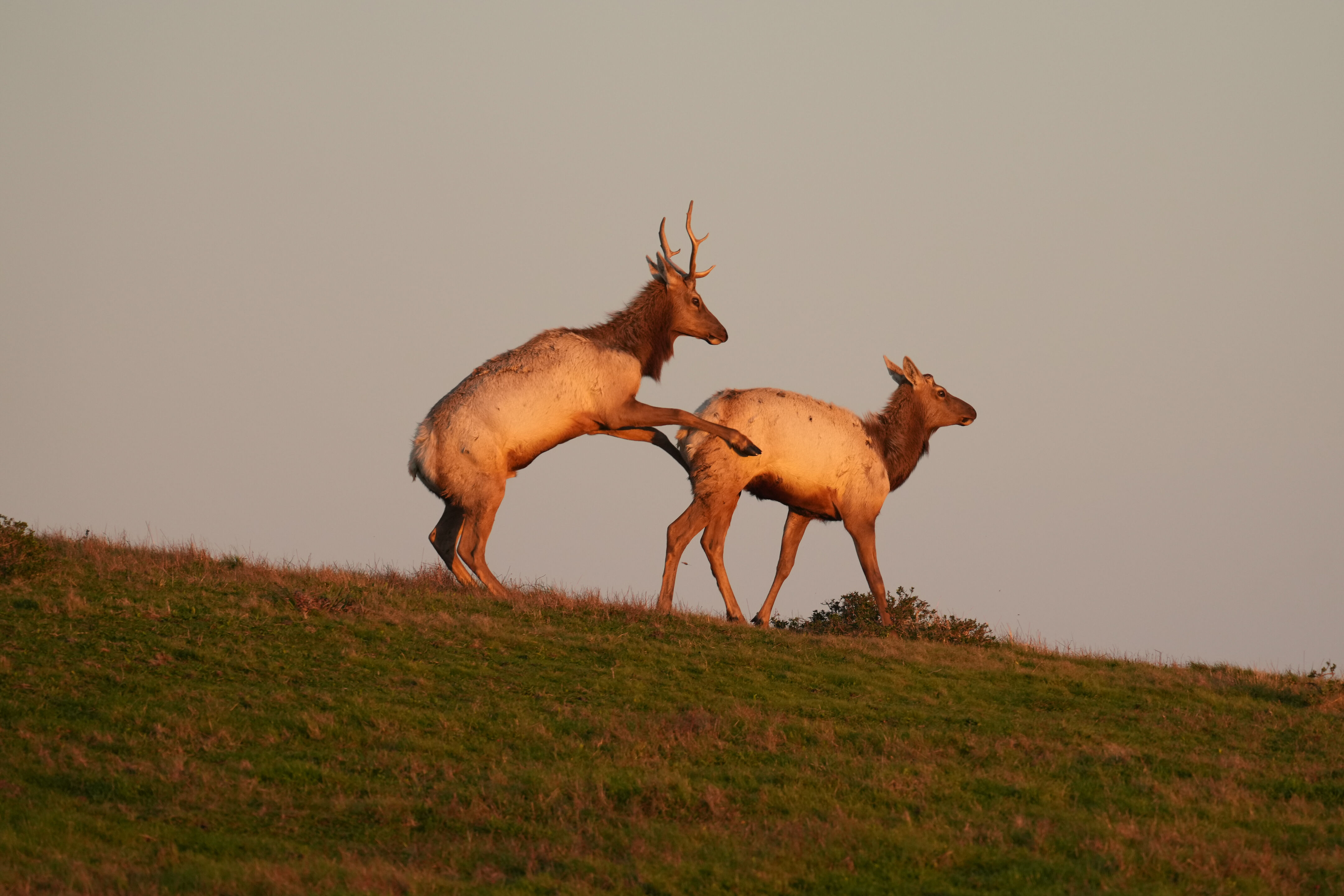 Point Reyes National Seashore - Historic Ranches